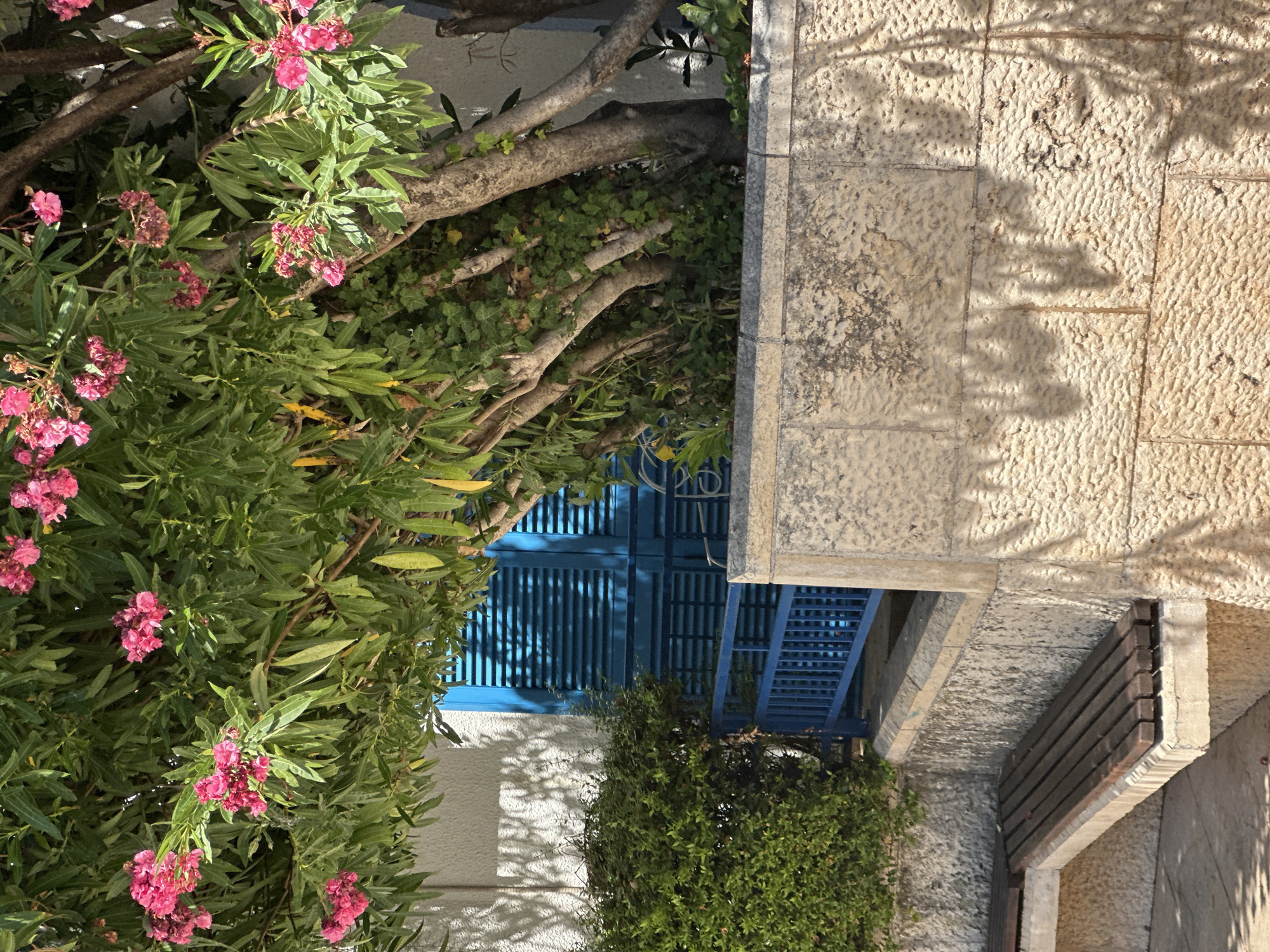 A sunlit scene in Budva, Montenegro, features a textured stone wall in the foreground casting dappled shadows from overhead foliage. To the left, a wooden bench with a concrete base is partially visible. Behind the wall, a vibrant green bush abuts a building with a bright blue shuttered window. A blue railing runs along a raised pathway. Lush green trees with clusters of pink flowers dominate the upper portion of the image, their branches arching over the scene. The overall impression is one of a peaceful outdoor space, likely a courtyard or public area.