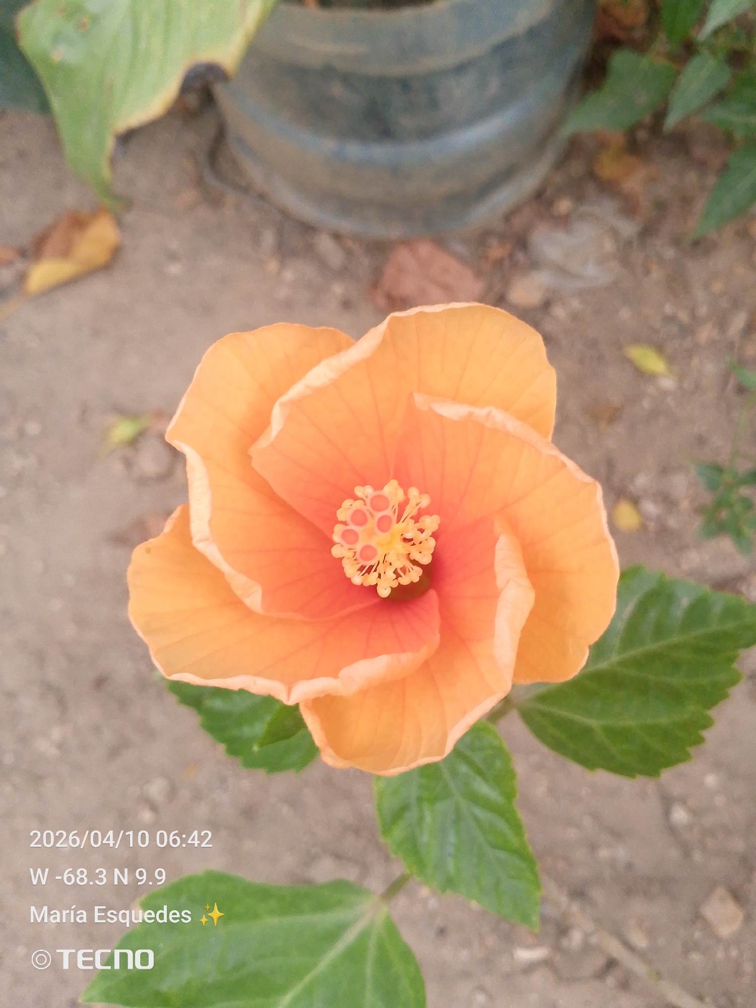 The image shows a close-up of an orange hibiscus flower with green leaves. The flower is in full bloom and its petals are a gradient of orange, with the center being a more intense color. The center of the flower is decorated with yellow and orange. Behind the flower, out of focus, is a plant pot and what appears to be a ground surface with small stones. The image includes a timestamp of 2026/04/10 06:42 and coordinates W -68.3 N 9.9. Additionally, the name "María Esquedes" and the brand "TECNO" are visible. Based on the coordinates provided, the location of the photograph is in Tinaquillo, Venezuela.
