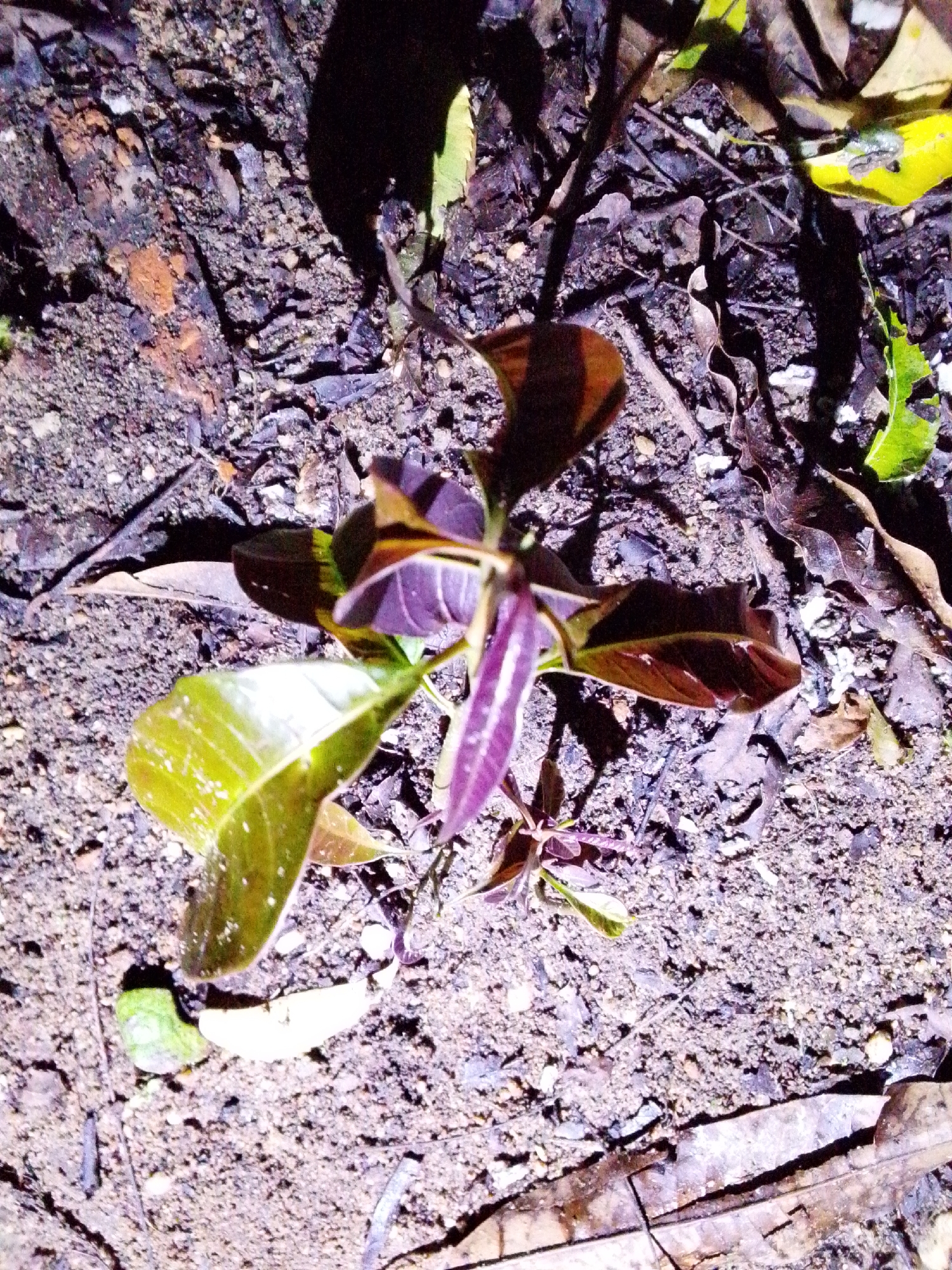 A close-up, high-angle shot depicts a small plant with deep purple and green leaves growing out of the ground. The plant is centrally located. The surrounding ground is a mix of dark soil, small rocks, and scattered dry leaves, some of which are yellow and brown. The lighting is artificial and appears to be a flashlight or similar direct light source, casting distinct shadows. The scene is outdoors in an area that appears to be unpaved ground, possibly in a garden or a natural environment within Serti, Nigeria. There are no people or animals visible in the frame.