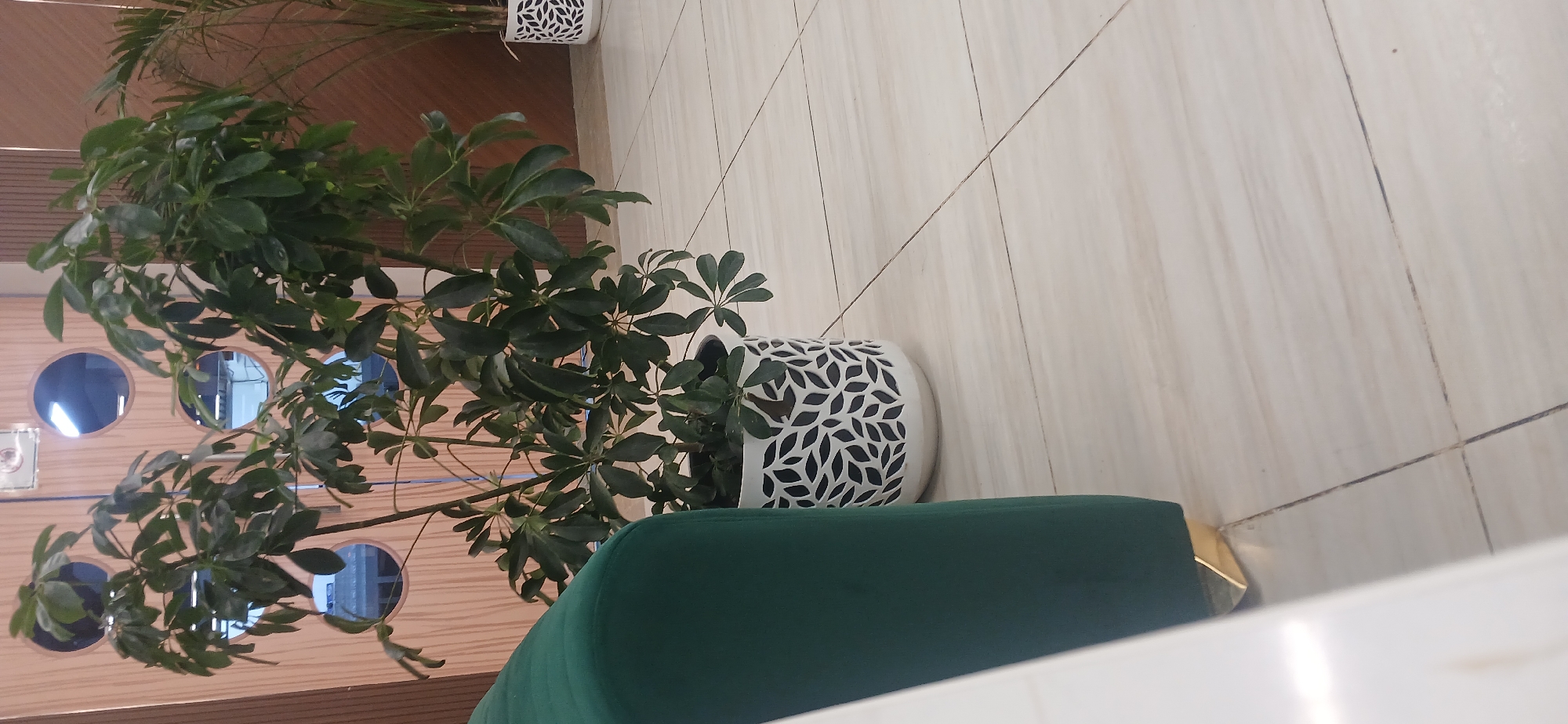The image depicts an indoor scene with potted plants and a sofa. In the foreground, a plush green sofa is visible on the left, with a gold-colored metallic base. To the right of the sofa, a large potted plant with dark green, umbrella-shaped leaves stands in a white decorative pot with a black leaf pattern. The floor is tiled with light-colored, rectangular tiles. In the background, a wooden door with several circular cutouts revealing a reflection of the interior, possibly lights and furniture, is visible. Another potted plant, appearing to be a palm, is partially visible on the far right, also in a white decorative pot. The overall environment suggests an indoor space, potentially a waiting area or a lounge, in Yakkabog, Uzbekistan. There are no people present in the image.