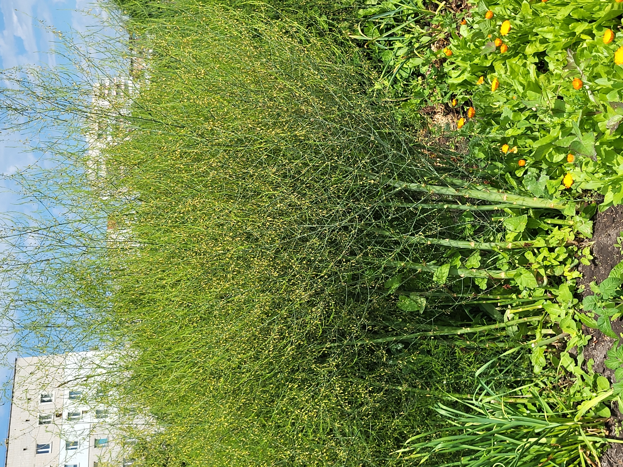 This media file depicts a vibrant garden scene in Zolotonosha, Ukraine, bathed in the bright light of what appears to be a sunny day. The primary subjects are the lush greenery of a garden, dominated by a tall, feathery asparagus plant laden with numerous small, yellow buds, suggesting it is either in bloom or preparing to produce berries. To the right of the asparagus, a patch of bright orange calendula flowers adds a cheerful splash of color amidst the verdant foliage. Other plants, including leafy greens and what appear to be green onions, are also visible, contributing to the dense, abundant nature of the garden.
In the background, a multi-story building with a light-colored facade and numerous windows is partially obscured by the asparagus. The blue sky with scattered white clouds provides a clear backdrop, indicating pleasant weather. The overall impression is one of a thriving, well-tended garden, possibly a backyard or community plot, capturing a moment of natural beauty and growth. There is no visible text in the image.