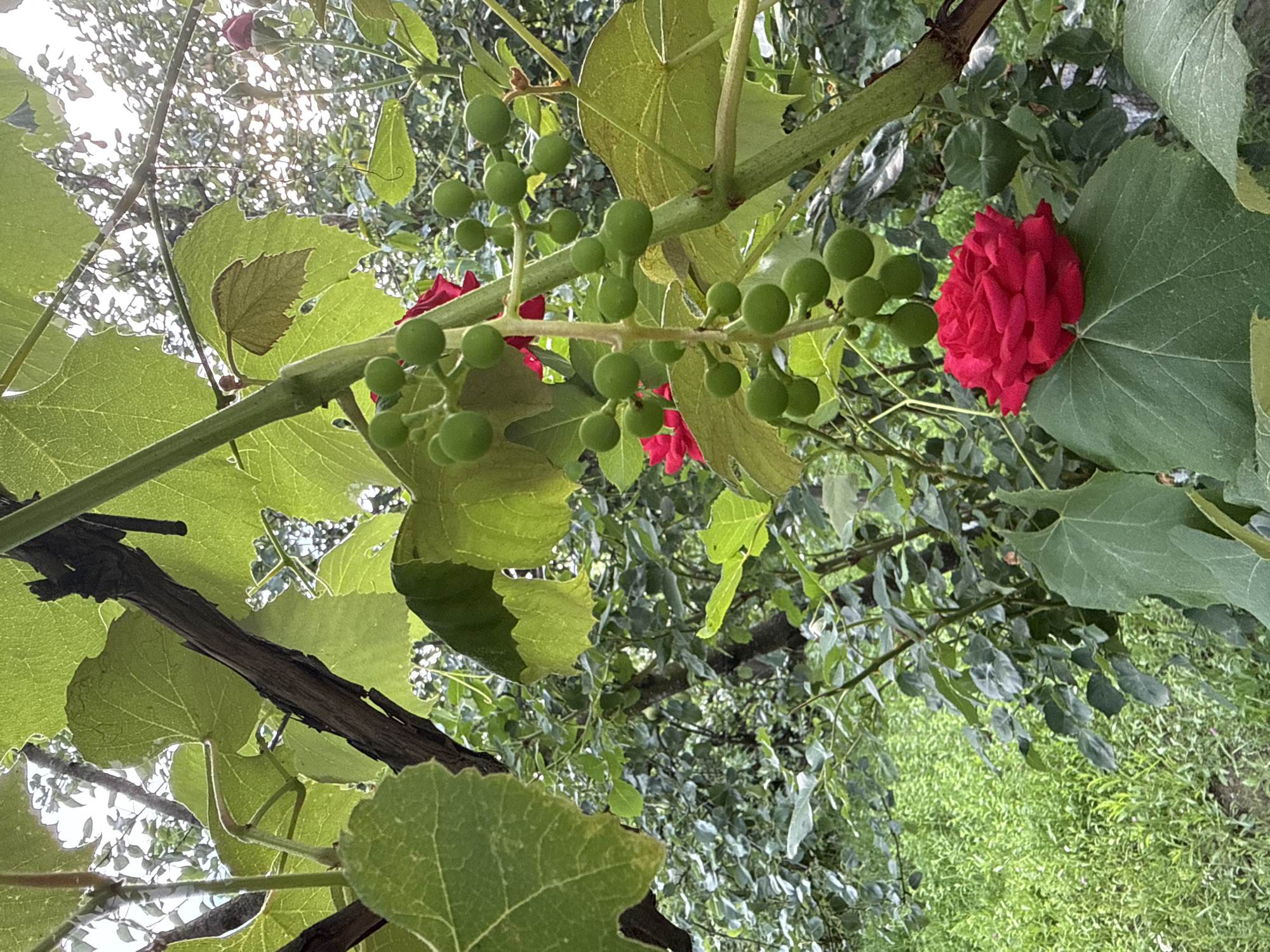 The image is a close-up, low-angle shot of a grapevine with immature green grapes and a bright red rose bloom, set against a backdrop of lush green foliage and dappled sunlight. The focus is on a cluster of small, round, green grapes hanging from a vine. To the right of the grapes, a vibrant red rose, with its petals tightly furled, is nestled amongst large, light green grape leaves. The background is a blur of green leaves and branches, suggesting a garden or natural setting. The sunlight filtering through the leaves creates a bright, almost ethereal effect, hinting at a sunny day. The scene appears to be outdoors, likely in a temperate climate, given the presence of grapes and roses. There is no visible text in the image. The overall mood is one of natural beauty and the early stages of growth. The location is identified as Ilnytsia, Ukraine.