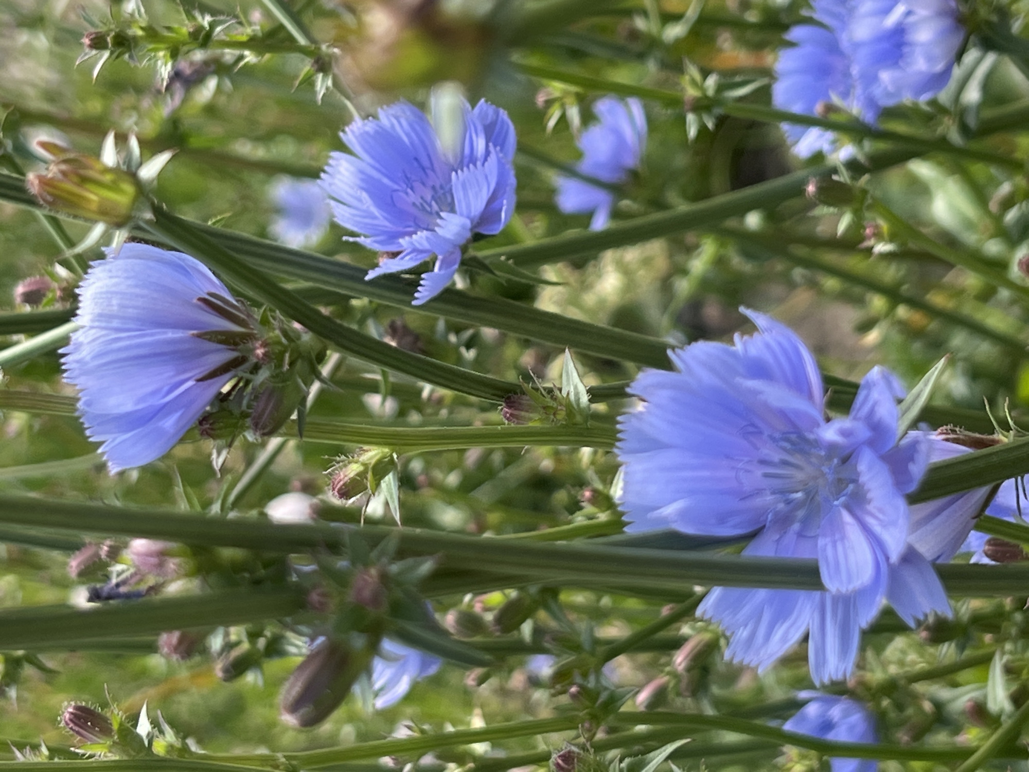 A close-up, slightly blurry photograph features a cluster of pale blue chicory flowers with serrated petals, interspersed with tall, green stems and unopened buds. The background is a soft green and yellow blur, suggesting a natural outdoor setting. The image's focus is on the intricate details of the flowers and buds, emphasizing their delicate structure. There are no people, animals, or man-made objects visible in the scene. The environment appears to be a natural landscape, possibly a meadow or roadside verge, with the sun providing soft lighting. There is no information to indicate the specific location within Chaikovsky, Russia.