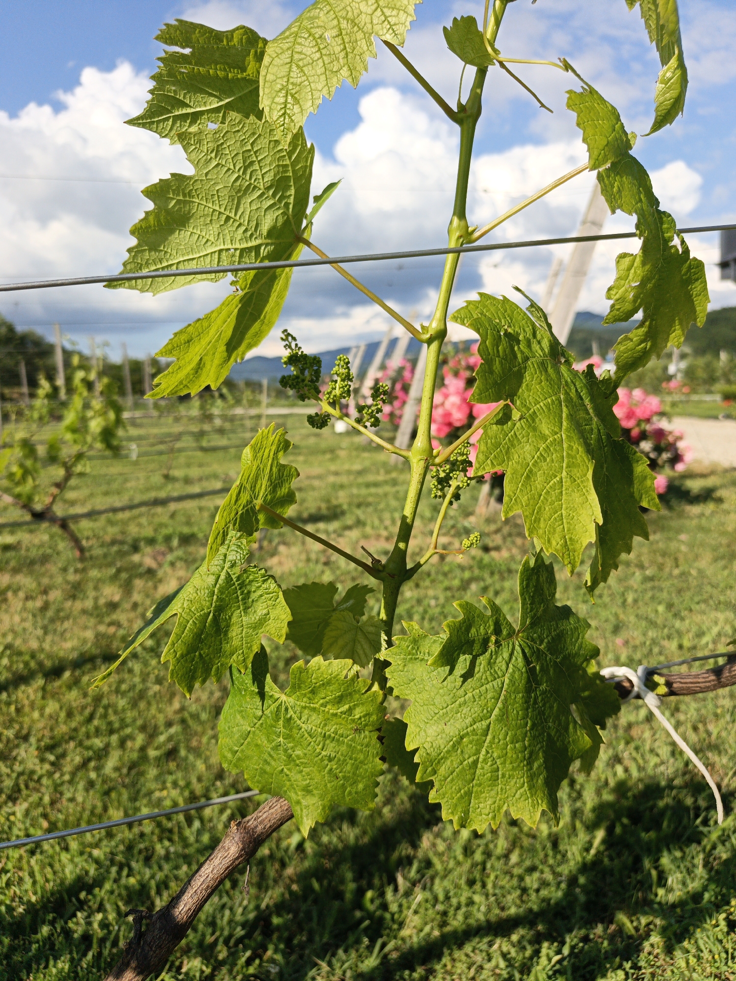 The image shows a close-up of a young grapevine with bright green leaves against a backdrop of a vineyard under a partly cloudy sky. The vine is supported by a metal wire trellis, with a segment of the woody lower stem visible in the foreground, tied to the wire with a white string. In the middle ground, rows of grapevines stretch into the distance, with some flowering bushes showcasing pink blooms. The environment appears to be a rural setting, possibly a vineyard farm, with lush green grass covering the ground. The overall lighting suggests it is daytime, with sunlight illuminating the scene and casting shadows. The image does not contain any people, indicating a focus on the agricultural subject matter. This scene is located in Pshada, Russia, a region known for its viticulture.