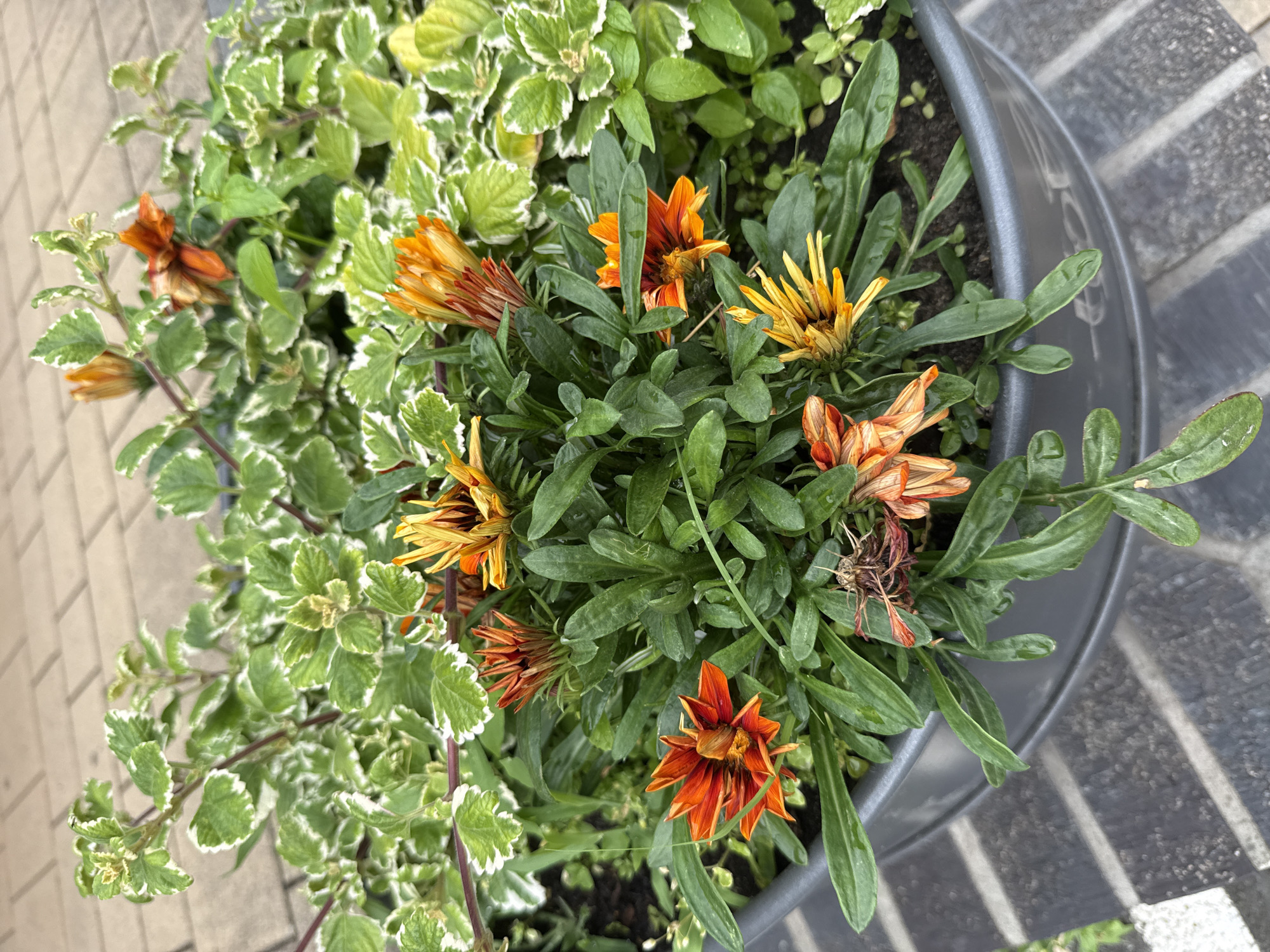 A high-angle, medium shot shows a close-up view of a planter filled with green foliage and orange and yellow flowers. The planter is gray and appears to be made of plastic. It sits on a light-colored, textured surface that resembles paving stones. The leaves of the foliage are variegated with white edges. The flowers are of the daisy family, with many thin petals radiating from a central disk. Some of the flowers are fully open, displaying vibrant orange and yellow colors, while others are closed or beginning to wilt. The greenery is lush and appears to have water droplets on its leaves, suggesting recent watering or dew. The lighting is bright, indicating it is daytime, possibly late morning or afternoon. The scene is outdoors, with the paving stones providing context for a garden or patio setting. There are no people or text visible in the image. The overall impression is one of natural beauty and vibrant color in a garden environment.