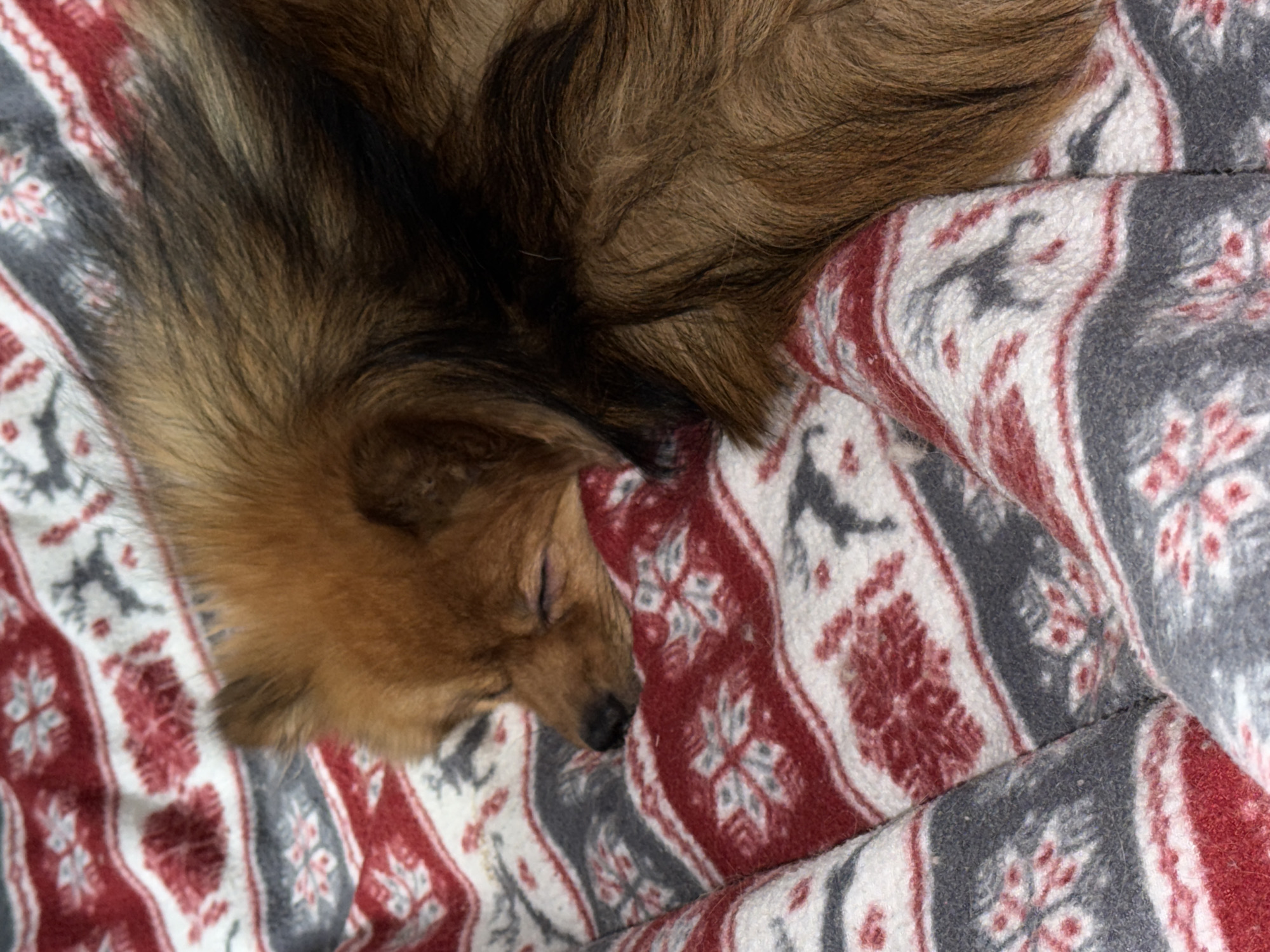 A tan and brown long-haired dog is sleeping on a blanket. The blanket has a repeating pattern of grey reindeer and red floral designs alternating with white stripes. The photo provides no evidence of the location being in Khimki, Russia.