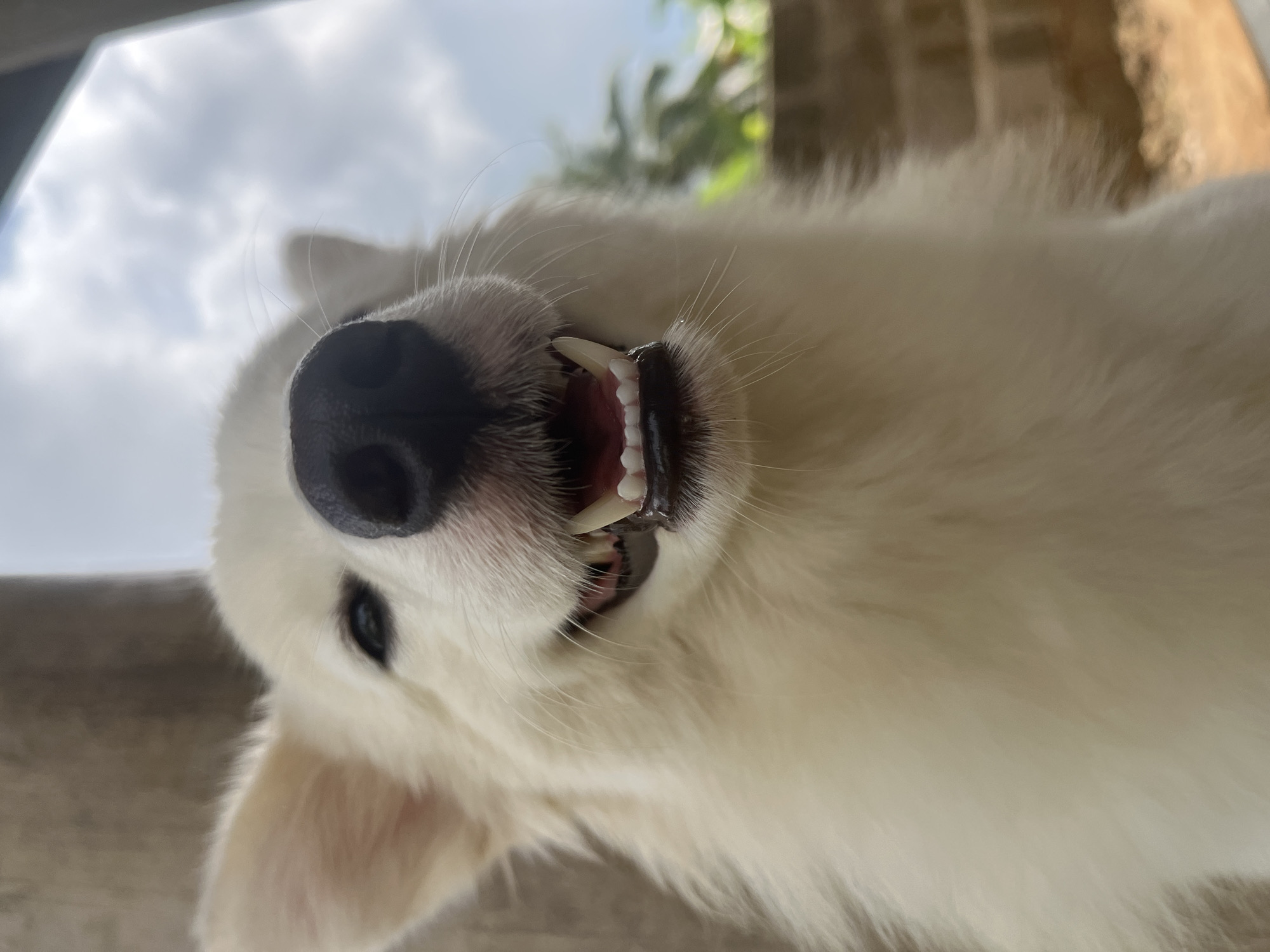 A close-up, low-angle view of a white dog, possibly a Great Pyrenees, is presented with its nose prominently centered and its mouth slightly open, revealing its teeth. The dog's head is tilted, with its left eye visible. The background shows a cloudy sky and hints of green foliage, suggesting an outdoor setting. The scene is possibly located outdoors in a setting in the city of Ikot Ekpene, Nigeria.