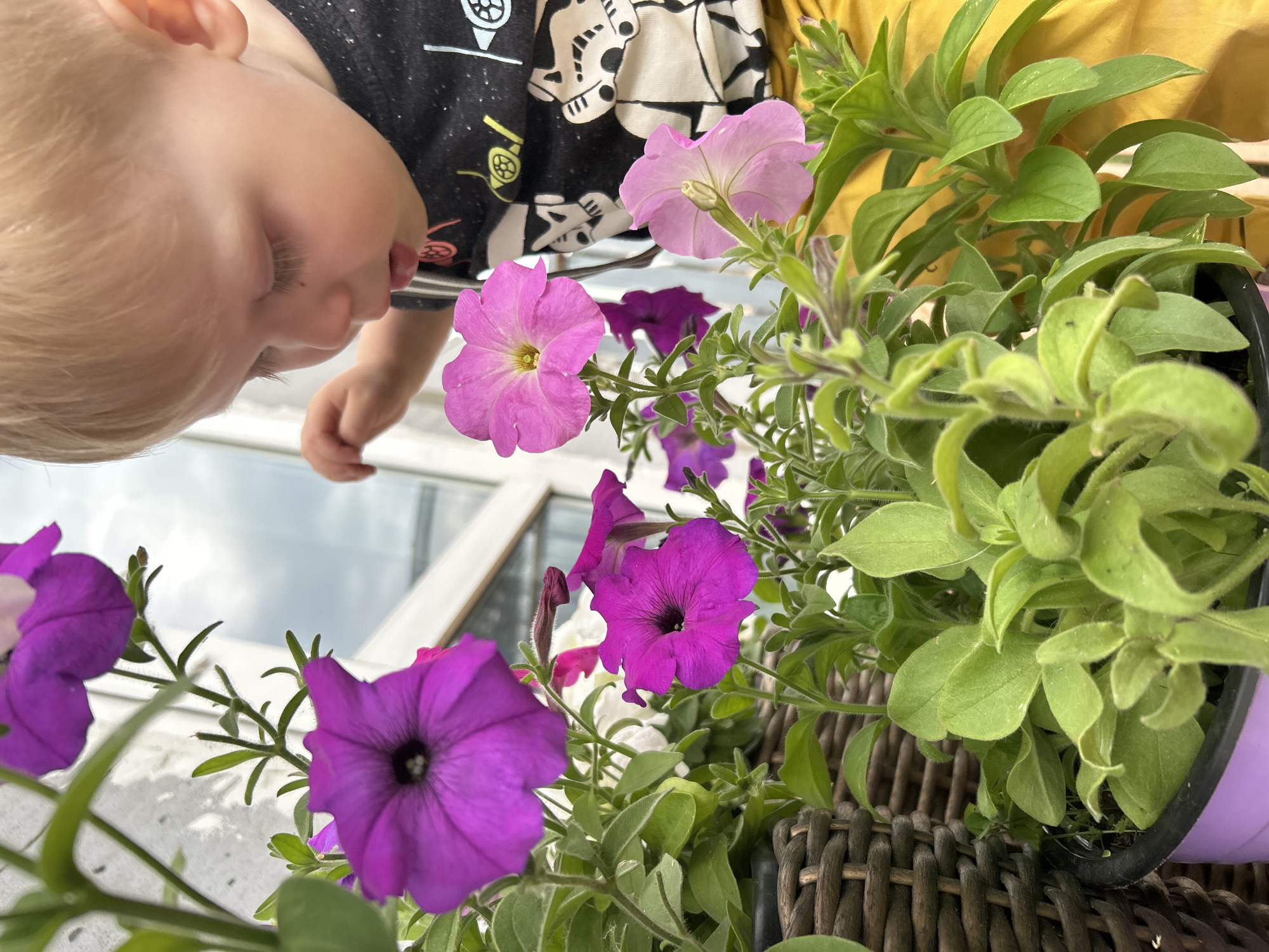 This is a close-up, vertical, eye-level shot of a young child and a planter of petunias. The child, with light blonde hair, is looking down towards the flowers, with their head angled and eyes closed. The child is wearing a black t-shirt with a white graphic design, possibly depicting stormtroopers from Star Wars. A yellow garment is visible behind the child.
The petunias are in various shades of pink and purple, with some buds also visible. The flowers are the main focus of the foreground, with the child slightly out of focus in the background. The setting appears to be outdoors, possibly on a balcony or patio, indicated by the presence of plants and a wicker basket holding the planter. The lighting suggests daytime, and the sky visible in the background appears cloudy.
The image conveys a sense of gentle curiosity and peaceful observation as the child interacts with the natural elements. The focus on the child's peaceful demeanor and the vibrant flowers creates a serene and heartwarming scene. No visible text is present in the image.
