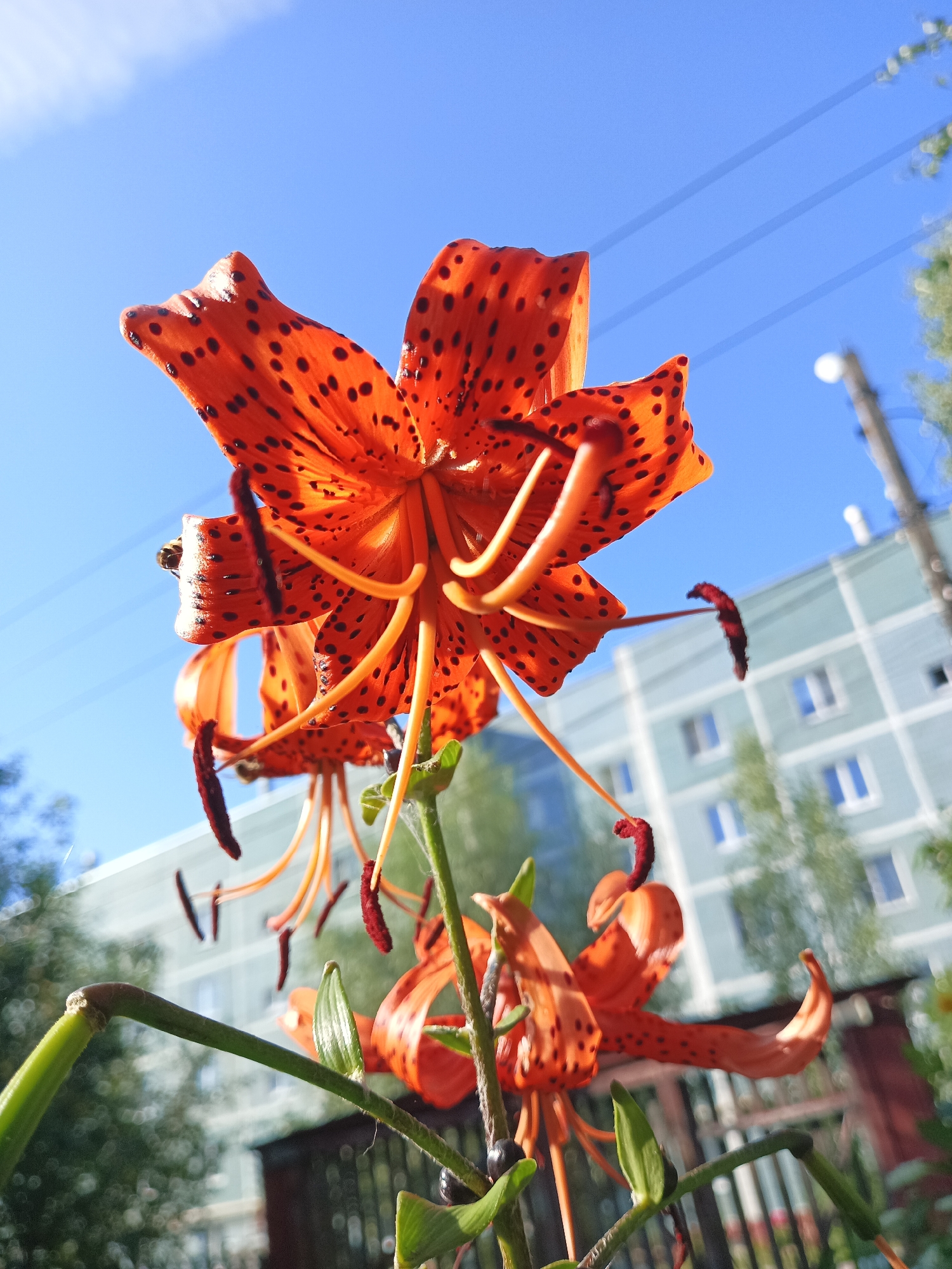 In Shumerlya, Russia, a low-angle shot captures the vibrant orange petals of a tiger lily, speckled with dark spots, against a clear blue sky. The flower's stamens and pistils, also reddish-orange, hang down from its center. In the background, a light blue apartment building with white-trimmed windows is visible, along with green trees and a portion of a dark fence. A faint line of electrical wires runs across the sky. The image focuses on the intricate details of the lily, with the urban environment serving as a backdrop.