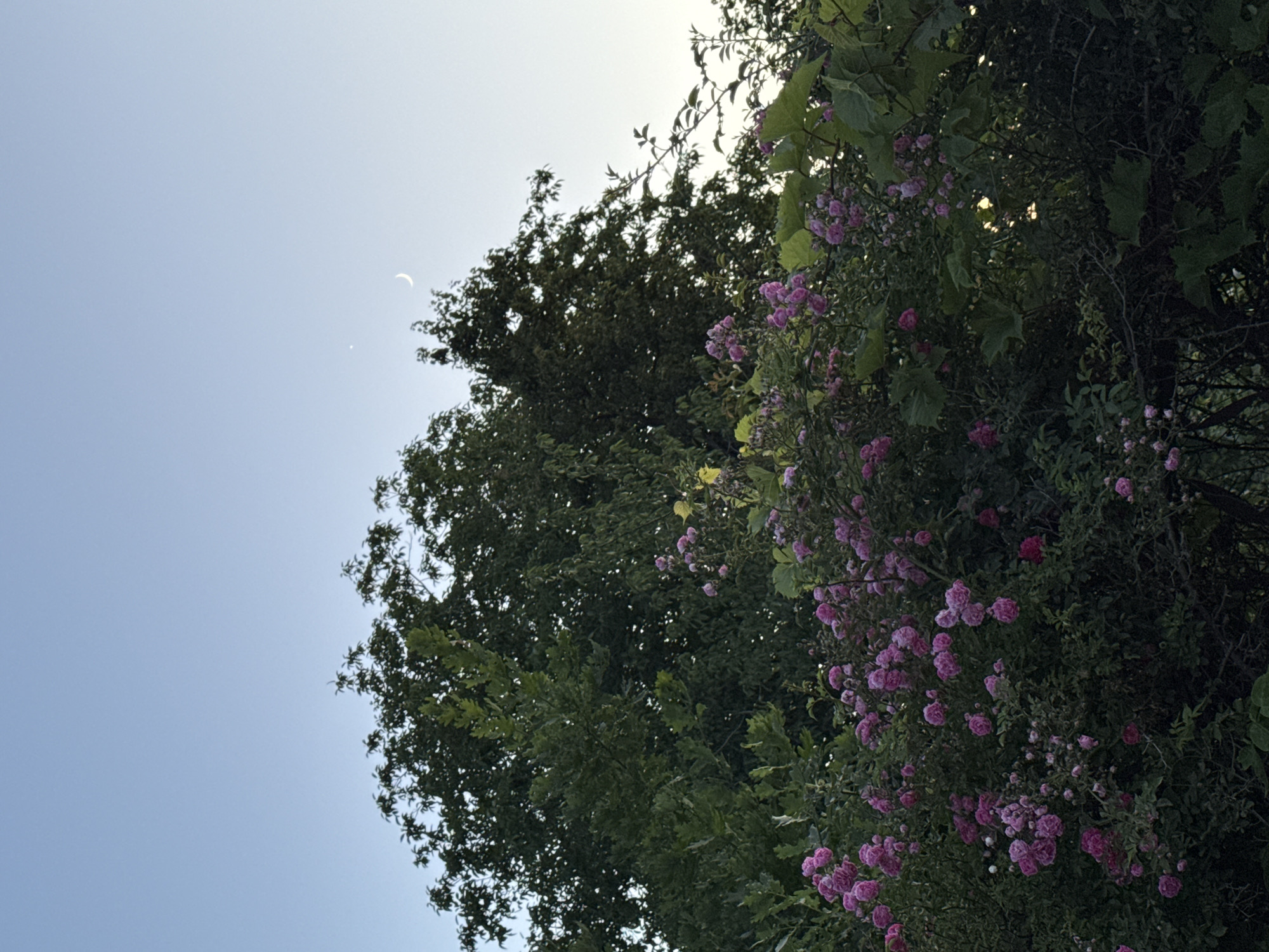 The image shows a view looking up at trees and the sky from a low angle. On the right side of the frame, a bush with small pink flowers is in bloom, interspersed with green leaves. To the left of the flowering bush are the dark green leaves of a larger tree. The sky is a pale blue, and towards the top left of the image, a crescent moon is visible, as well as a smaller, brighter circle that could be the sun partially obscured by clouds or atmospheric conditions. The lighting suggests it is either early morning or late evening. There are no people or text visible in the image. The location context provided is Grushevskaya, Russia.