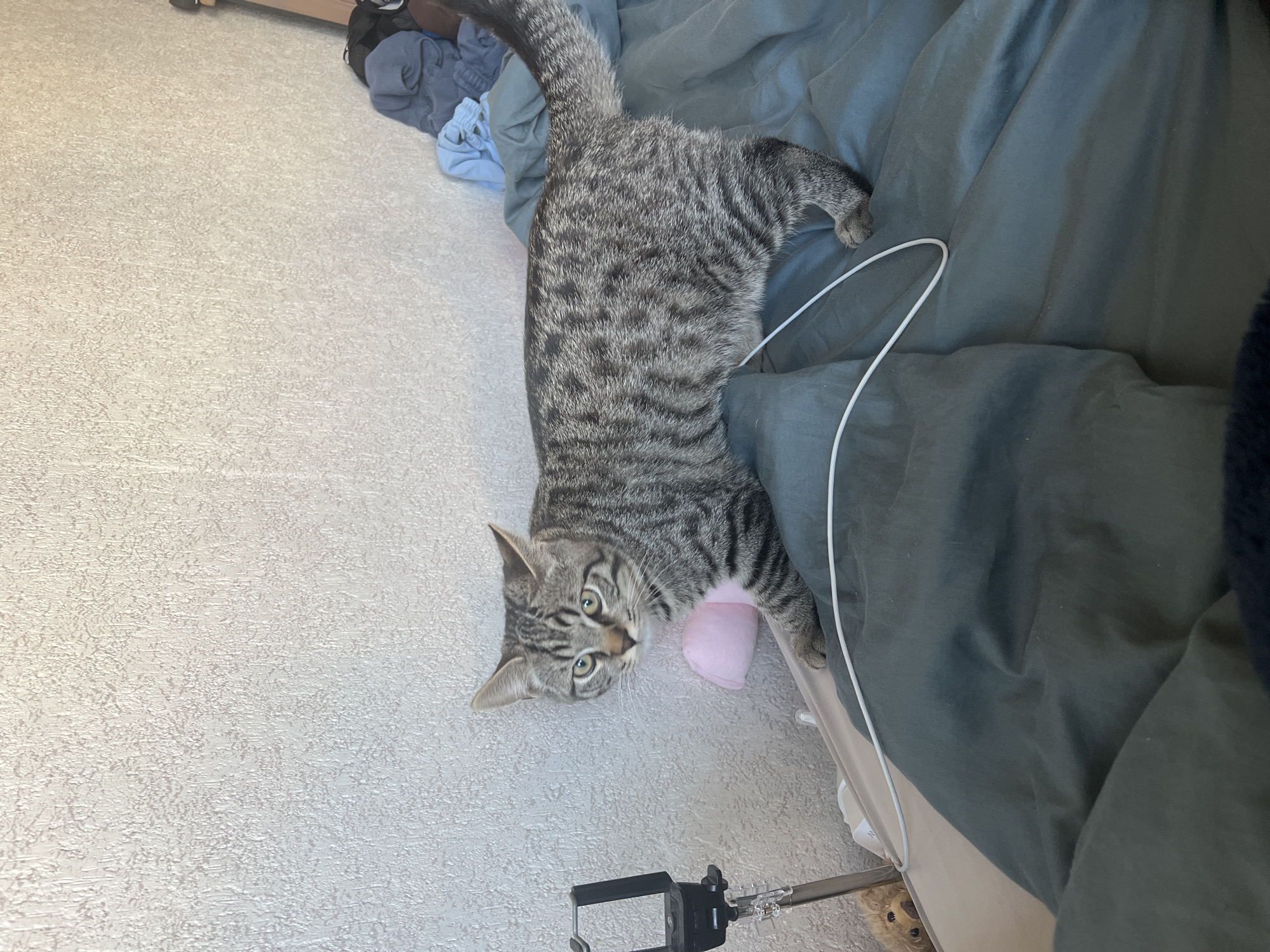 An outdoor photograph of a domestic shorthair cat on a bed, taken in Genemuiden, Netherlands. The cat is grey with black tabby markings and is facing towards the camera with its head slightly tilted. It is standing on a dark teal colored duvet with a white cord draped across it. The wall behind the cat is textured and appears to be a pale cream color. To the left of the cat, a black smartphone holder is visible. There is a pink object partially obscured by the cat and a teddy bear peeking out from under the edge of the bed. In the background, a pile of clothes in various shades of blue and grey is present. The lighting suggests it is daytime.