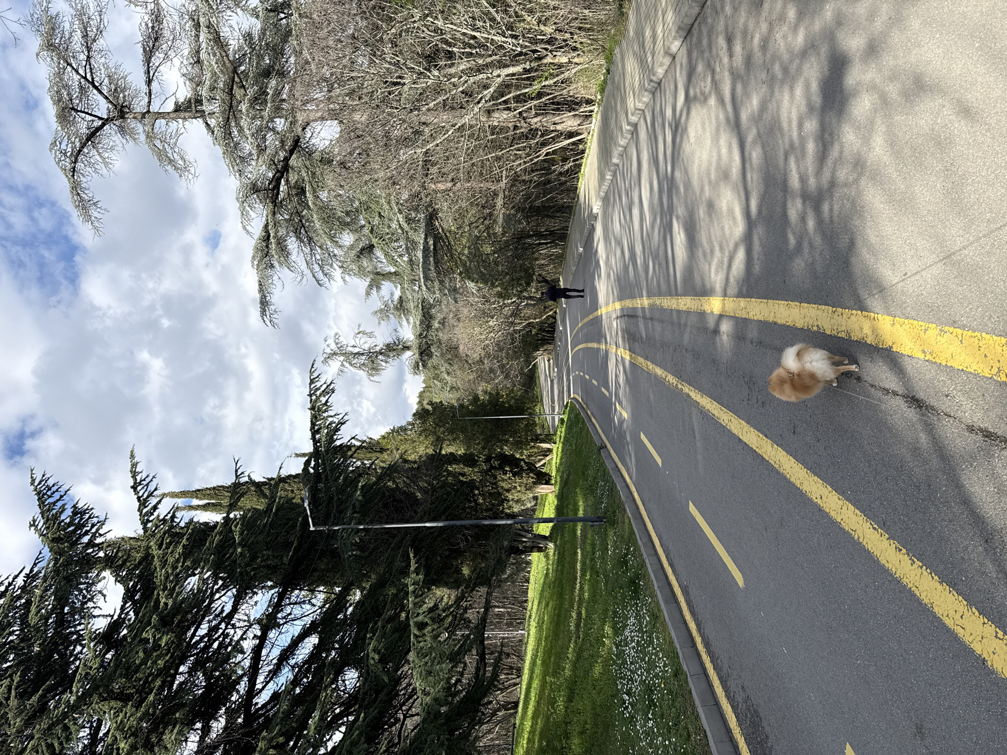 The image shows an outdoor scene on an asphalt road marked with yellow lines, bordered by trees and green grass. A small, fluffy, orange-and-white dog is on the right side of the road, while a person is walking further down the road. The sky is cloudy. The location is in the city of Stara Zagora, Bulgaria.