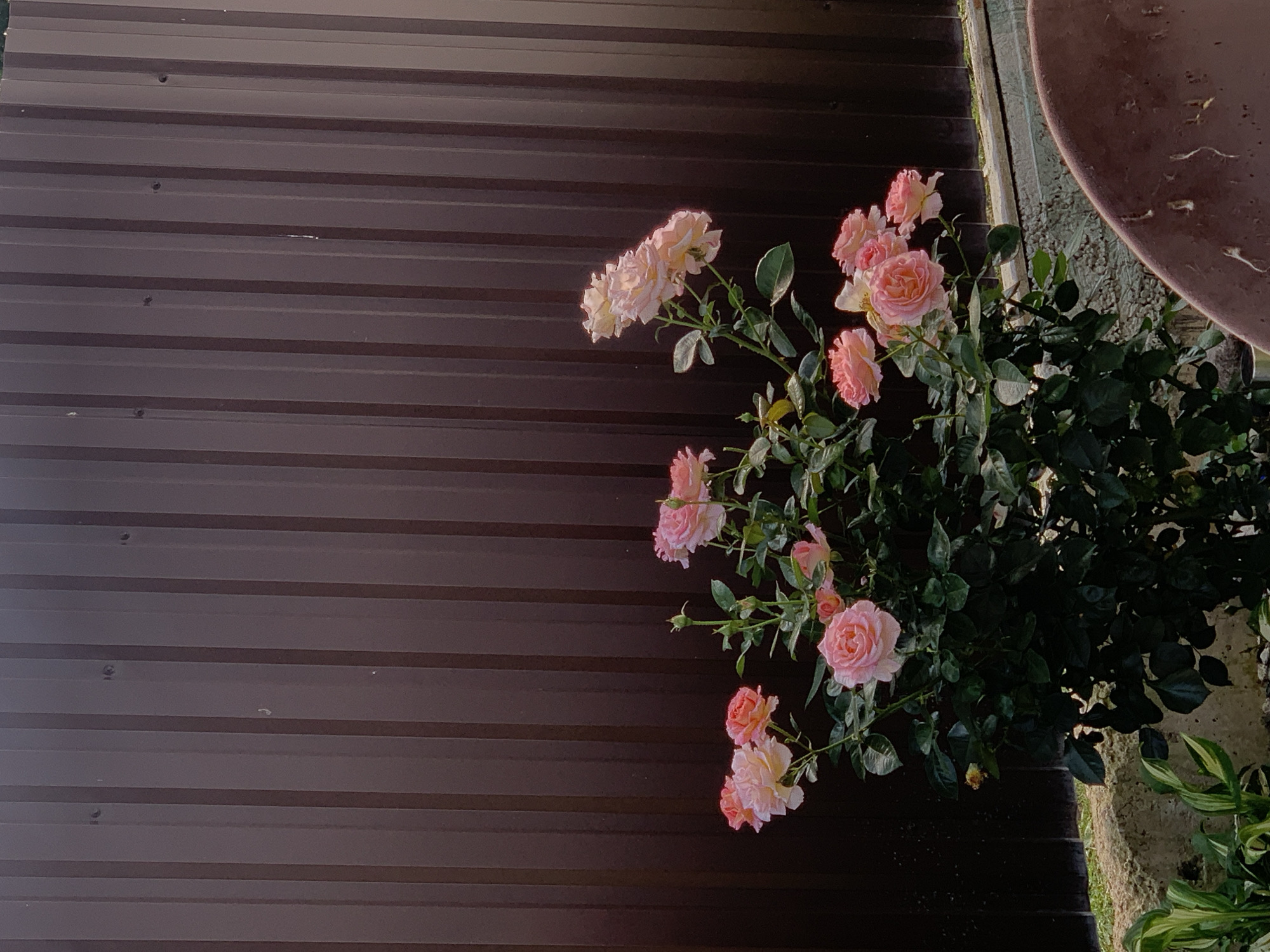 A bush of light pink roses is in bloom, set against a dark brown corrugated metal fence. The roses are clustered on the left and center of the frame, with individual blooms facing various directions. The leaves of the rose bush are a deep green. In the lower left corner, a small patch of light green, variegated hosta plants is visible, growing next to a concrete border. The bottom right of the image shows the edge of a dark brown object, possibly a pot or wheelbarrow. The scene is outdoors, with the lighting suggesting it is late afternoon or early evening. The location is likely a residential garden in Minsk, Belarus, given the typical use of corrugated metal fencing for privacy and the presence of common garden plants. No people are present.
