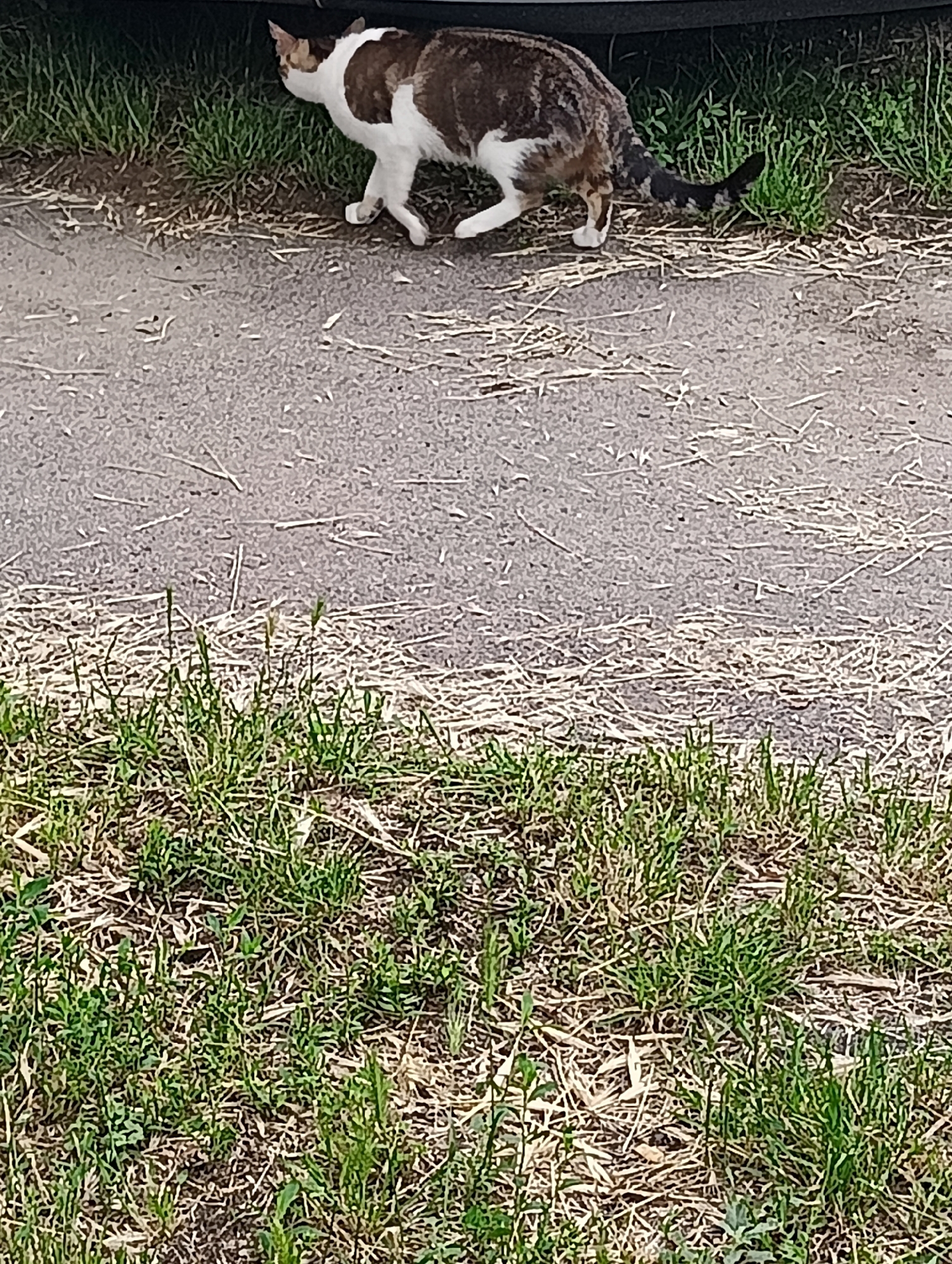 A calico cat is walking along a paved surface. The cat has white, brown, and black markings. It is walking away from the viewer, toward the right side of the image. The cat is near a patch of green grass and some dry straw or hay. The paved surface appears to be a road or sidewalk.