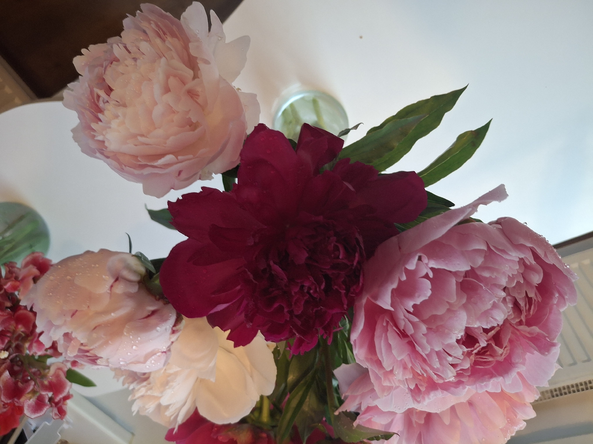 A close-up shot shows a bouquet of peonies in various shades of pink and a deep burgundy, arranged in a clear glass vase on a white surface. Some of the petals have water droplets on them, suggesting they have been recently misted or watered. In the background, out of focus, are hints of a radiator and possibly a window. To the right, a portion of a green vase with red flowers is visible. The lighting is soft, creating a gentle illumination on the flowers. The scene appears to be indoors, possibly in a domestic setting. There is no information in the image that would allow for the determination of the location within the city of Ogre, Latvia.