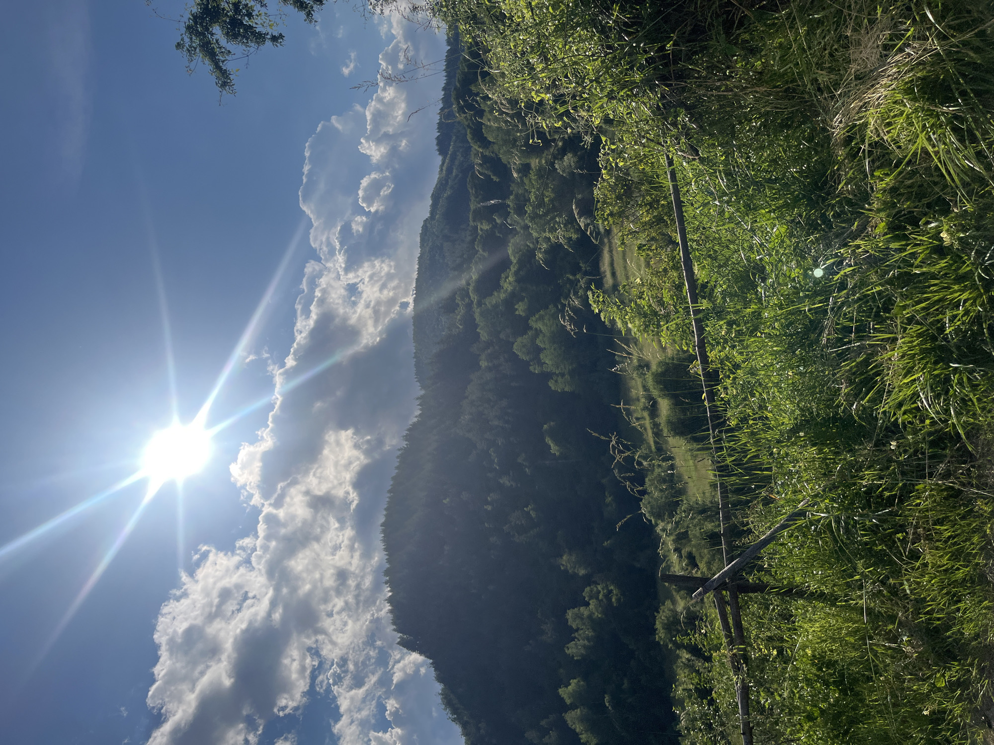 The image depicts a sun-drenched mountainous landscape, likely situated in the vicinity of Taran, Bulgaria. The foreground is dominated by lush green grass and a rustic wooden fence. Beyond the fence, a densely forested hillside rises steeply, with trees covering its entirety. The sun is prominently featured in the upper left quadrant of the image, casting bright rays and creating lens flare effects. Large, white clouds are scattered across a clear blue sky, partially obscuring the sun in some areas. The overall scene conveys a sense of natural beauty and tranquility. There are no people or animals visible in the image, nor any discernable human activity beyond the presence of the fence. The environment is characterized by natural elements: flora, terrain, and atmospheric conditions.