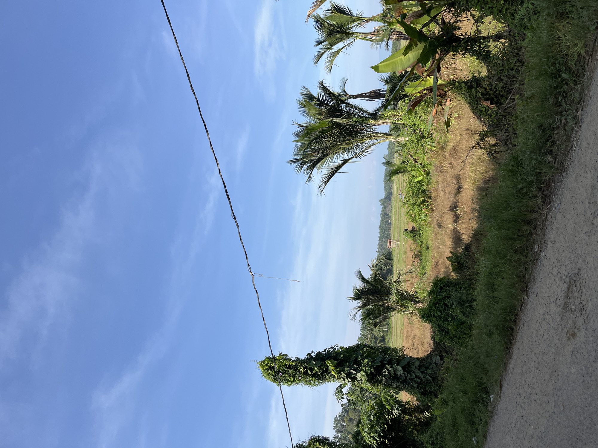 The image depicts a bright, sunny day in a rural area that appears to be the city of Sukajadi, Indonesia. The foreground is dominated by a dirt road and a grassy verge. Beyond this, a field of dry, golden grass stretches into the distance, punctuated by several palm trees and lush green foliage. A prominent feature is a tall, slender tree heavily draped in ivy, with small purple flowers visible on its upper portion. A thin black wire stretches across the upper part of the frame, likely an electrical or telephone line. In the middle ground of the field, a small, open-sided wooden structure, possibly a shelter or lookout, is visible. The sky is a clear, vibrant blue with scattered wispy white clouds. The overall impression is one of a tranquil, natural landscape under a warm sun.