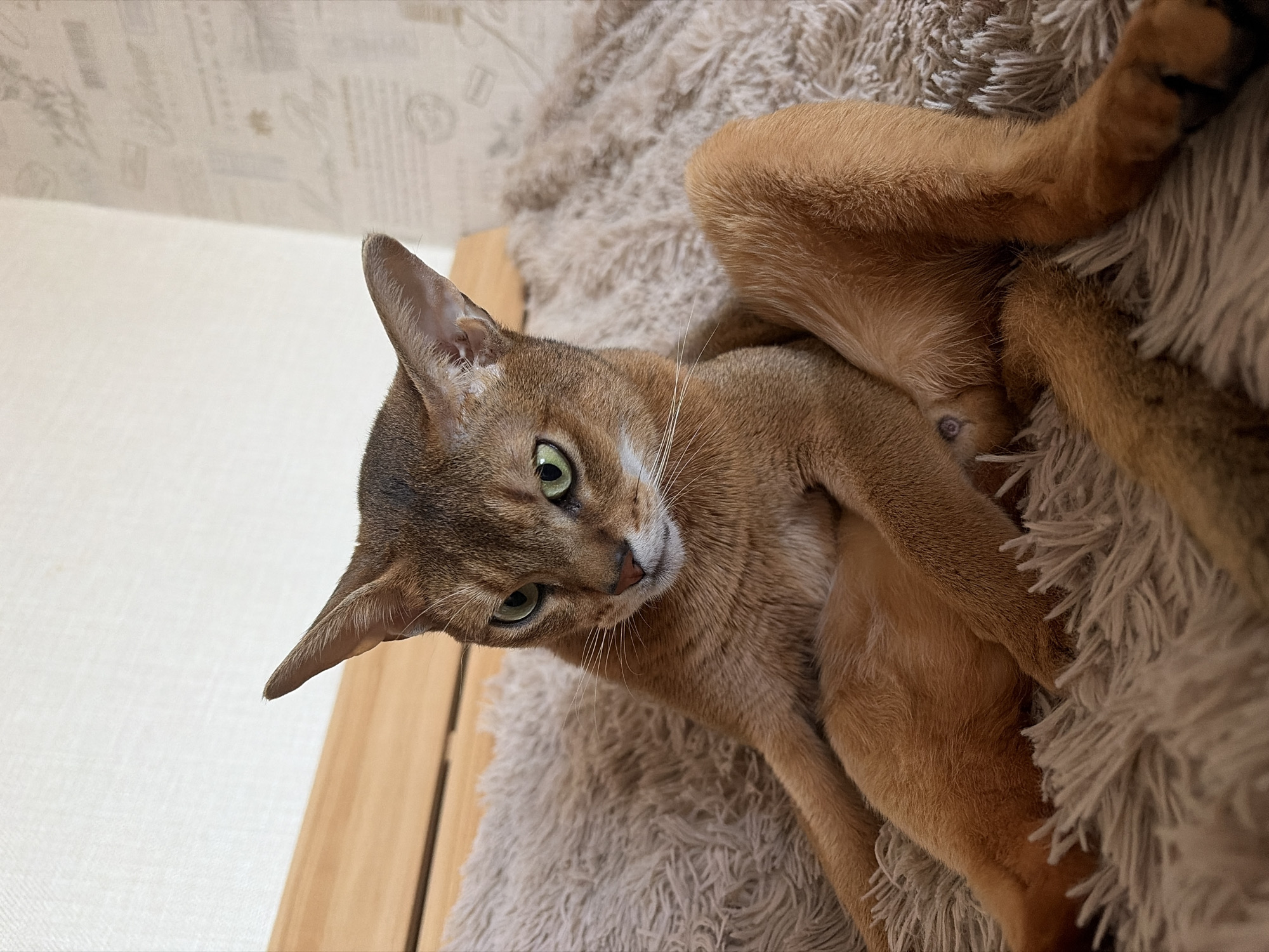 A close-up, slightly angled shot features an Abyssinian cat lying on a fluffy, beige rug. The cat has a reddish-brown coat, large, pointed ears, and green eyes. The cat's head is tilted, and it is looking at the camera. The background is a light-colored wall with a wood trim. The location is identified as Chaikovsky, Russia.