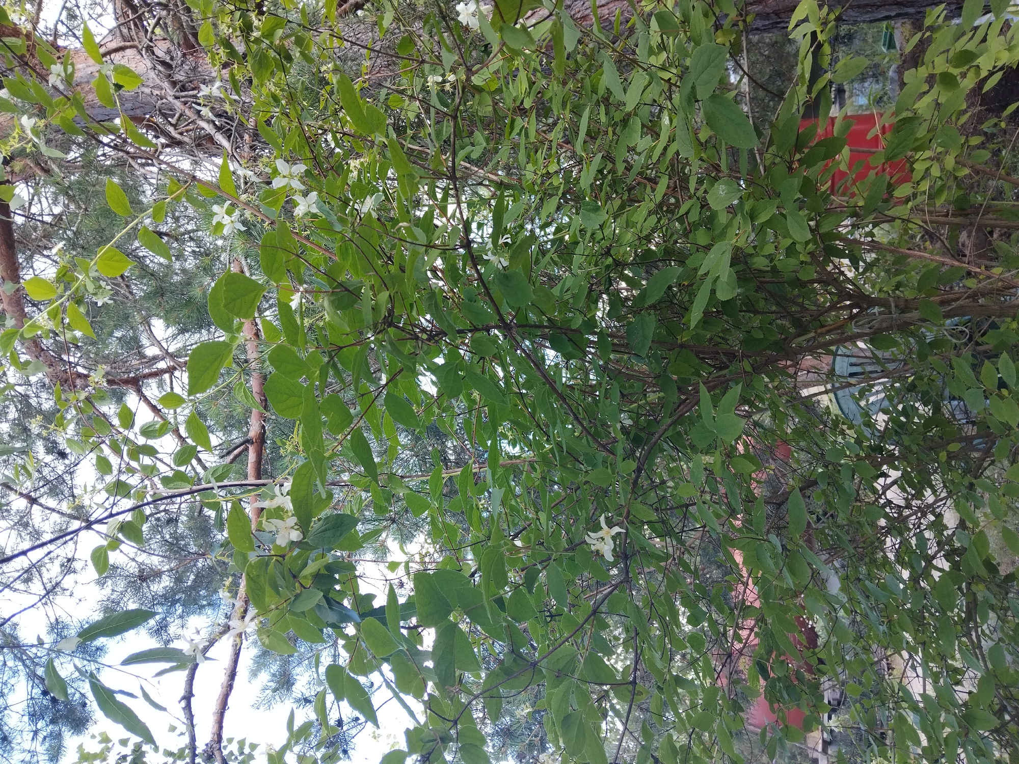 This is a full, eye-level, outdoor, vertical, medium shot of a leafy shrub with small white flowers. The shrub is dense, with many thin branches and numerous green leaves. Several clusters of delicate, star-shaped white flowers are visible, scattered throughout the foliage. In the background, the trunk and branches of a larger evergreen tree, likely a pine, are present. The sky is visible through the branches, appearing overcast or bright. Partially obscured in the lower background, behind the shrub, are some red barrels and other indistinct structures, suggesting a backyard or storage area. The scene is likely located in a residential area of Kyiv, Ukraine, given the presence of the evergreen tree and the general appearance of the background elements. There are no people or animals visible in the image, and no actions or interactions are depicted.