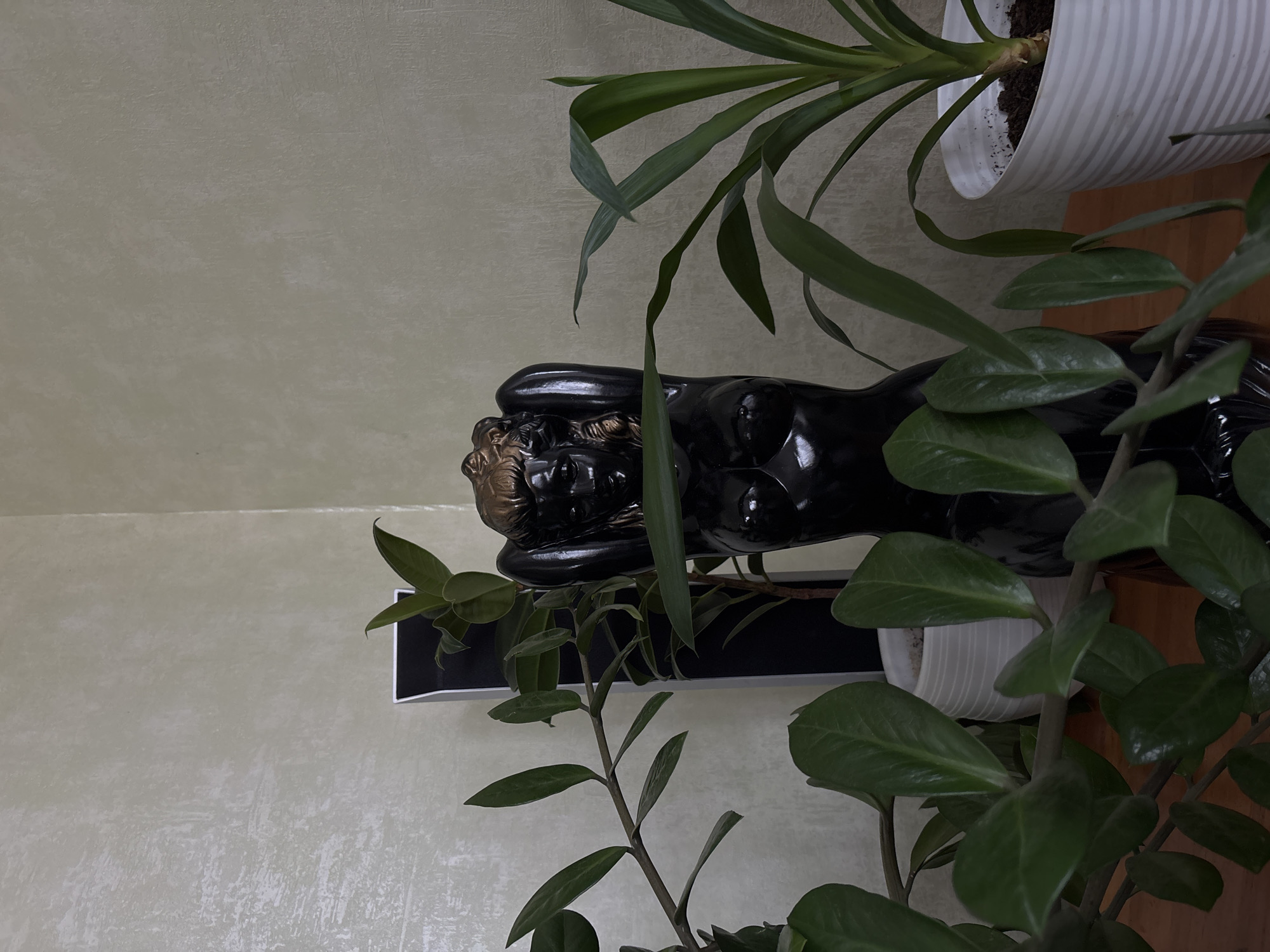 The image depicts an indoor scene featuring decorative elements, primarily a statue and two potted plants, set against a textured wall. The perspective is from slightly above, looking down, and the image is rotated clockwise.
A prominent black, glossy statue of a reclining or sleeping figure is positioned centrally. The figure's body is dark, while its head and some facial features are highlighted in a metallic gold or bronze color, creating a distinct contrast. The statue is partially obscured by foliage from the plants.
To the left of the statue, a plant with long, slender, sword-like green leaves, possibly a Yucca or Dracaena, extends upwards from a white, ribbed pot. Its leaves drape over and around the statue. Below the statue and extending to the foreground and right, another plant with thick, glossy, dark green, ovate leaves, characteristic of a Zamioculcas zamiifolia (ZZ plant), grows in front of and around the statue.
The background consists of a light-colored wall with a subtle, textured pattern, appearing off-white or light green. A horizontal seam or line is visible on the wall in the upper left quadrant. The statue rests on a dark, flat surface, possibly a shelf or part of a furniture piece. Natural light illuminates the scene, suggesting it is daytime. No specific activity is taking place, and no text is visible.