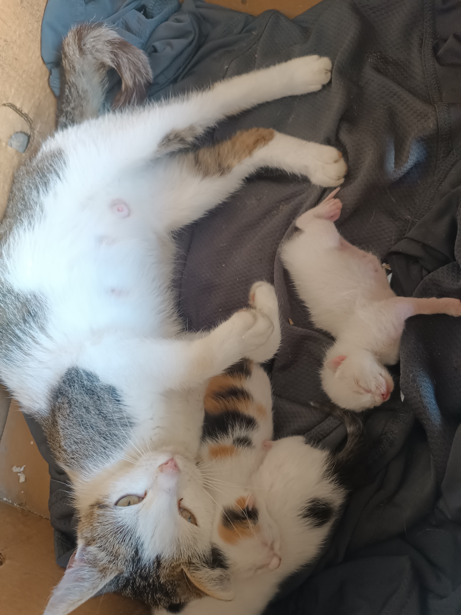 The image shows a calico cat lying on its back on a dark gray fabric surface. The cat's belly is exposed, revealing multiple pink nipples. A tiny, white kitten is curled up beside the cat, sleeping on its back with its limbs outstretched. Another kitten, mostly white with a black patch on its side, is nestled against the calico cat. The environment appears to be indoors, possibly a home in Coșnița, Moldova, given the context. The scene depicts a peaceful moment of a mother cat and her young kittens resting together.