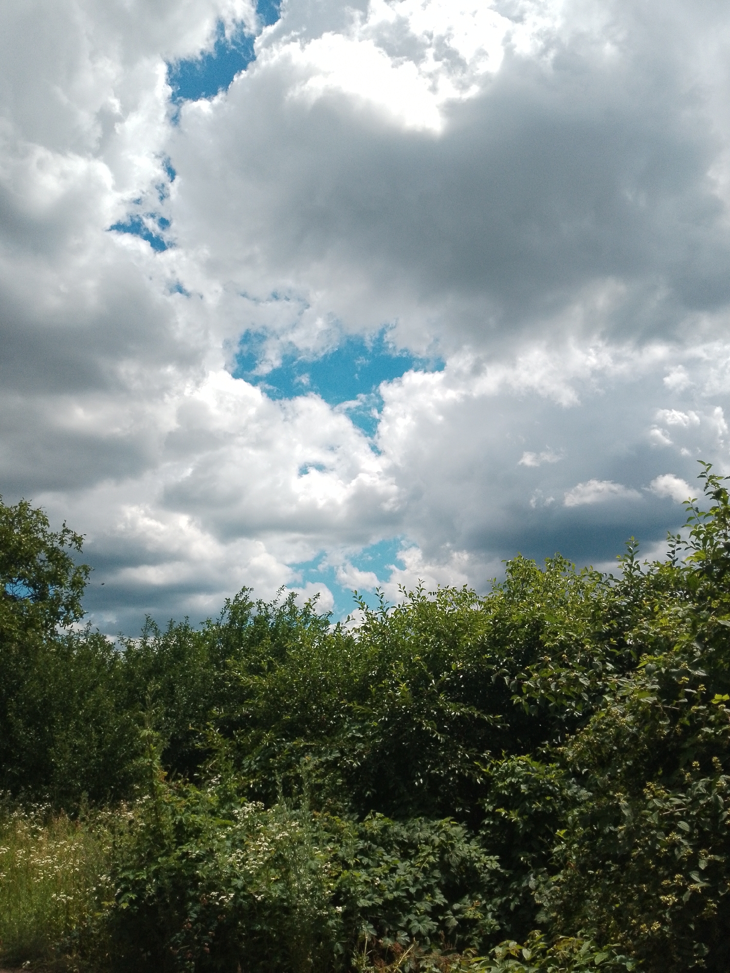 A vertical, medium-shot photograph captures a vibrant green forest canopy filling the bottom half of the frame, with a dramatic sky occupying the upper half. The foliage is dense and varied, with larger trees on the left and right edges and a mix of bushes and tall grasses in the center. The sky is a dynamic canvas of fluffy white clouds interspersed with patches of bright blue. Some clouds are illuminated by sunlight, appearing bright and almost white, while others are darker and tinged with grey, suggesting depth and movement. The scene is natural and appears to be outdoors in a rural or natural setting, with no signs of urban structures or people.