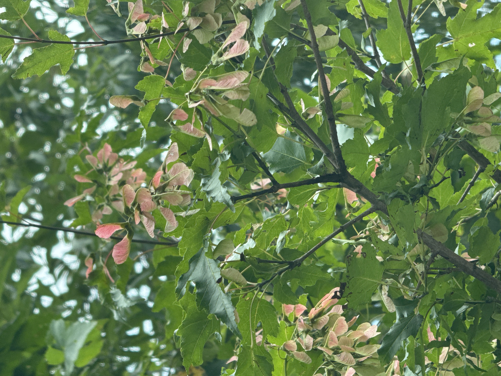 The image displays a close-up view of tree branches laden with green leaves and developing samaras (maple seeds). The samaras exhibit a transition from green to pink hues, indicating their maturity. The branches are slender and brown, with some twigs visible. The foliage is dense, creating a dappled effect with glimpses of the sky through the leaves. The background is blurred, suggesting a shallow depth of field. The scene depicts a natural outdoor setting, likely a park or a wooded area within the city of Artyom, Russia, given the contextual information. There are no people or animals present in the image. The focus is solely on the botanical elements of the tree.
