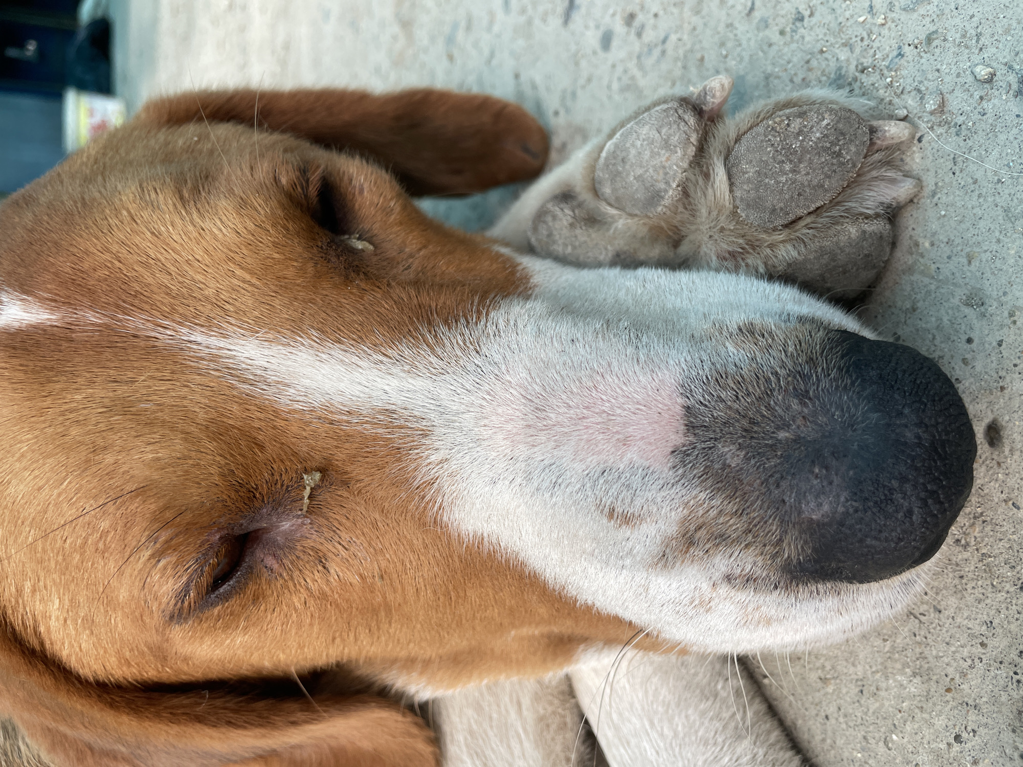 A close-up shot shows a dog lying on a concrete surface. The dog's head is predominantly brown with a white stripe down the center of its face, which extends to its muzzle. The nose is black. The dog's paw is resting near its head. The background is blurred and appears to be a continuation of the concrete surface. There are no visible indicators that the location is specifically Olginka, Russia.