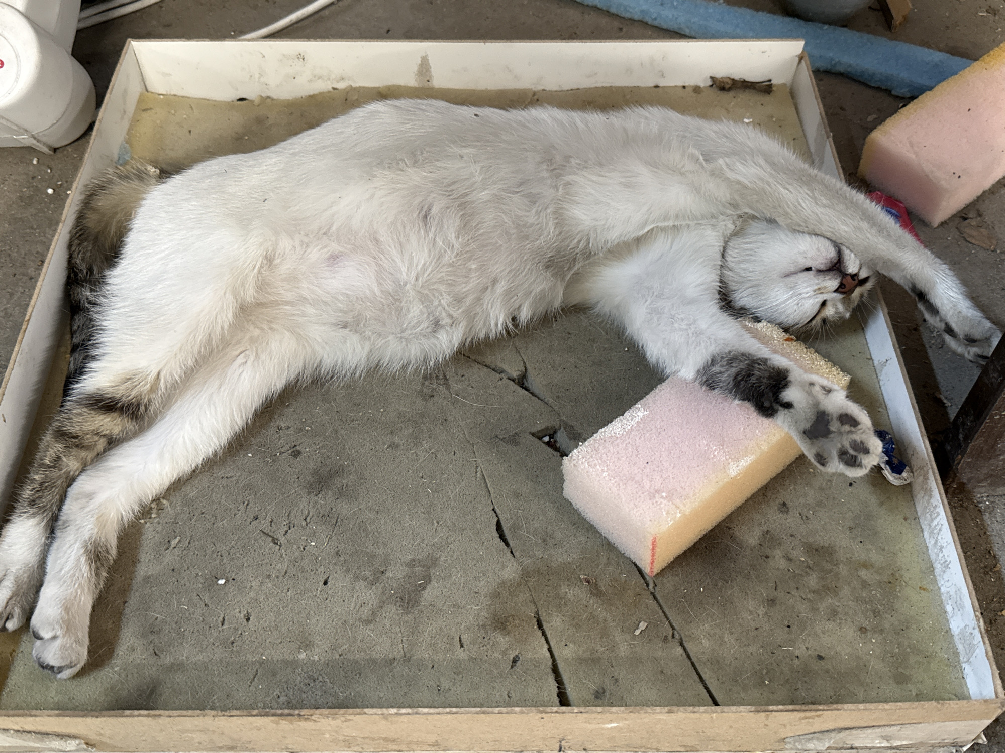 A white and grey tabby cat is lying in a cardboard box lined with grey foam padding. The cat is stretched out on its side with one paw resting on a pink foam block. The cat has one paw over its face. The location is unknown and not Plovdiv, Bulgaria.