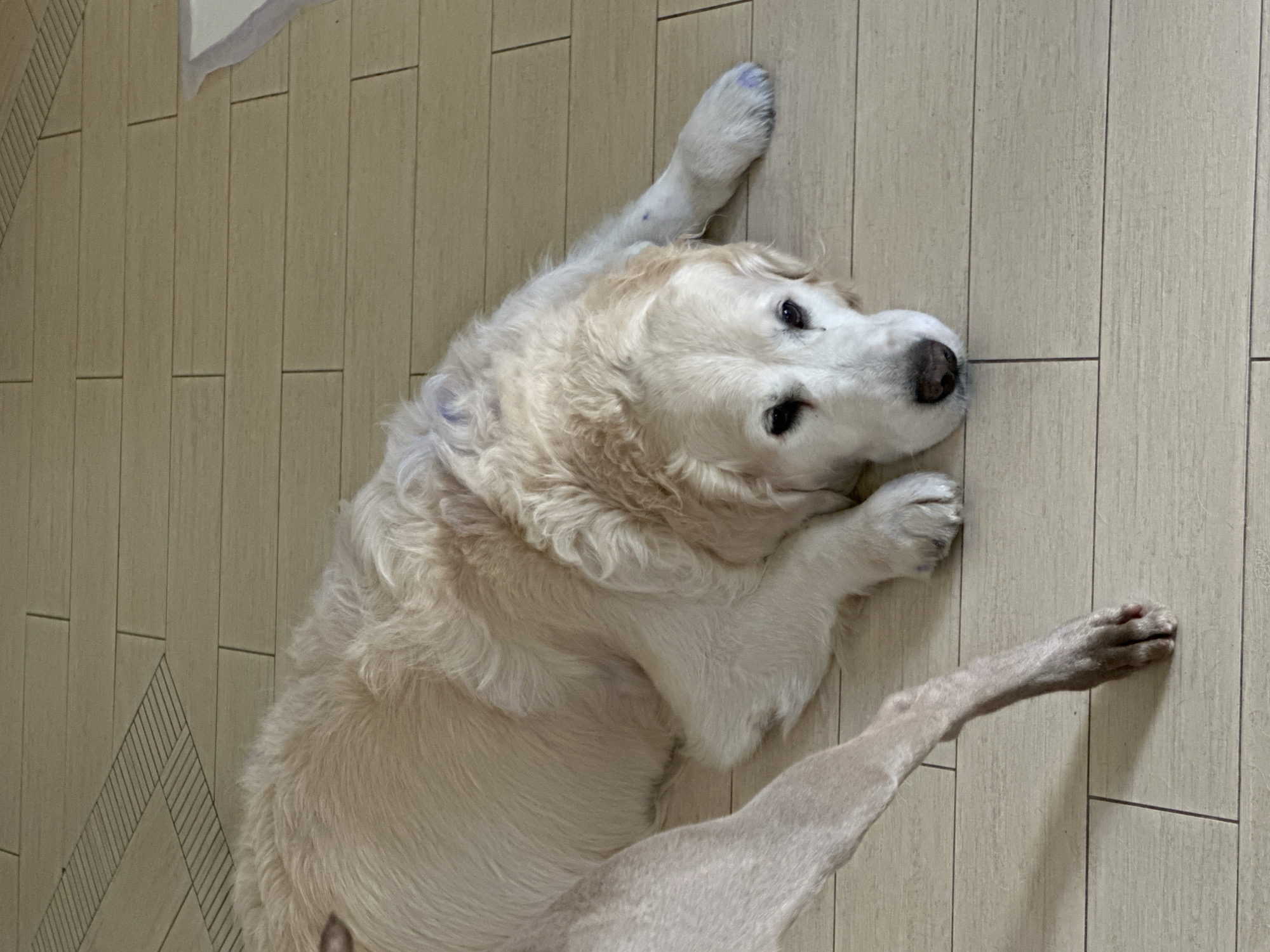 A golden retriever lies on a light-colored, tiled floor. Blue markings are visible on the dog's paws and head. The location is unknown, and there is no evidence it is Plovdiv, Bulgaria.