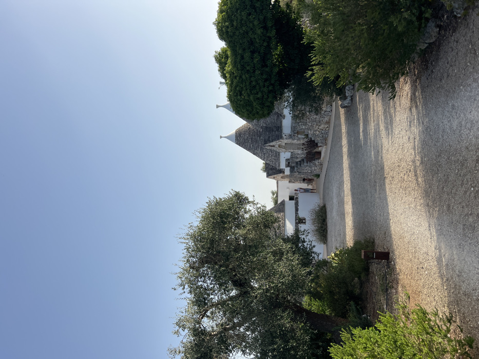The image depicts a rural scene featuring traditional Apulian trulli structures, located in a rural area near Ceglie Messapica, Italy, under a clear, light blue sky.
In the foreground, a light-colored gravel path or driveway extends from the bottom of the frame towards a complex of whitewashed stone buildings with conical, grey stone roofs. Green shrubbery and low-lying vegetation frame the left and right sides of this path. A prominent, mature olive tree with a substantial trunk and dense green-silver foliage occupies the left side of the frame, partially obscuring a distant structure.
The midground features multiple trulli, characterized by their white or light-colored stone walls and distinctive conical roofs constructed from layered grey stones. A large trullo structure is prominent on the right, exhibiting a stone-built base and an entrance accessed by steps, flanked by stacked stone walls. Other trulli or interconnected structures with similar architectural features are visible to its left and behind it. Another large, dark green, dense tree stands on the far right, partially obscuring a portion of the trulli.
A single individual, a male in a light-colored top and shorts, is visible standing stationary in the mid-distance, near an entrance of a trullo structure on the left side of the building complex. Sunlight casts long shadows from the vegetation and structures across the gravel path.