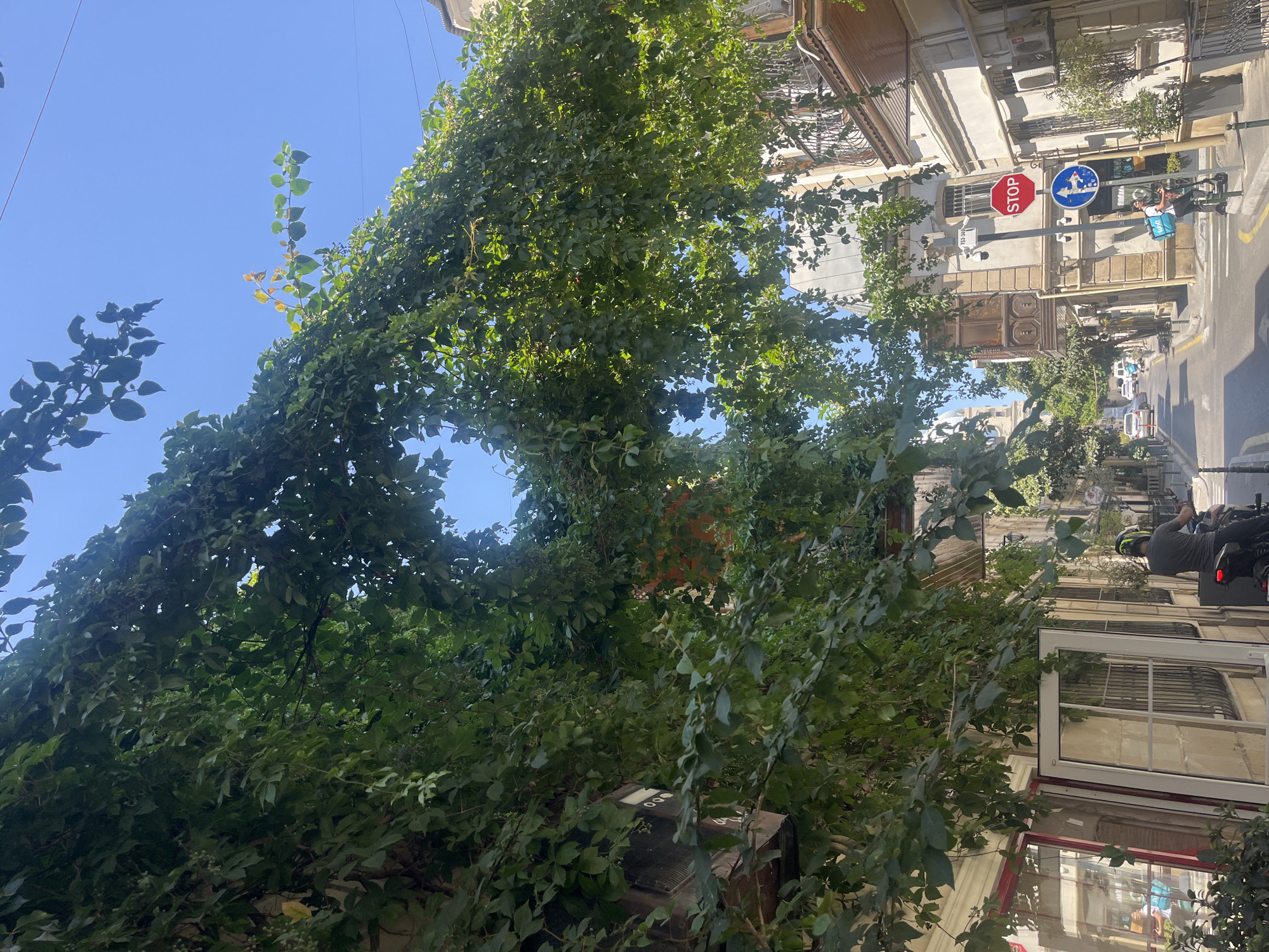 A street scene in a city, possibly in Europe, is depicted on a sunny day. Lush green vines with dense foliage drape over the buildings and arch across the street, creating a natural canopy. The architecture suggests an older European style, with ornate balconies and stucco facades. A STOP sign is visible on a pole, along with a traffic sign indicating a right turn. A person on a scooter, wearing a helmet and a blue insulated delivery bag, is stopped at the intersection. In the background, cars are driving down the street, and more buildings are visible, some with intricate wooden details. The sky is a clear blue.