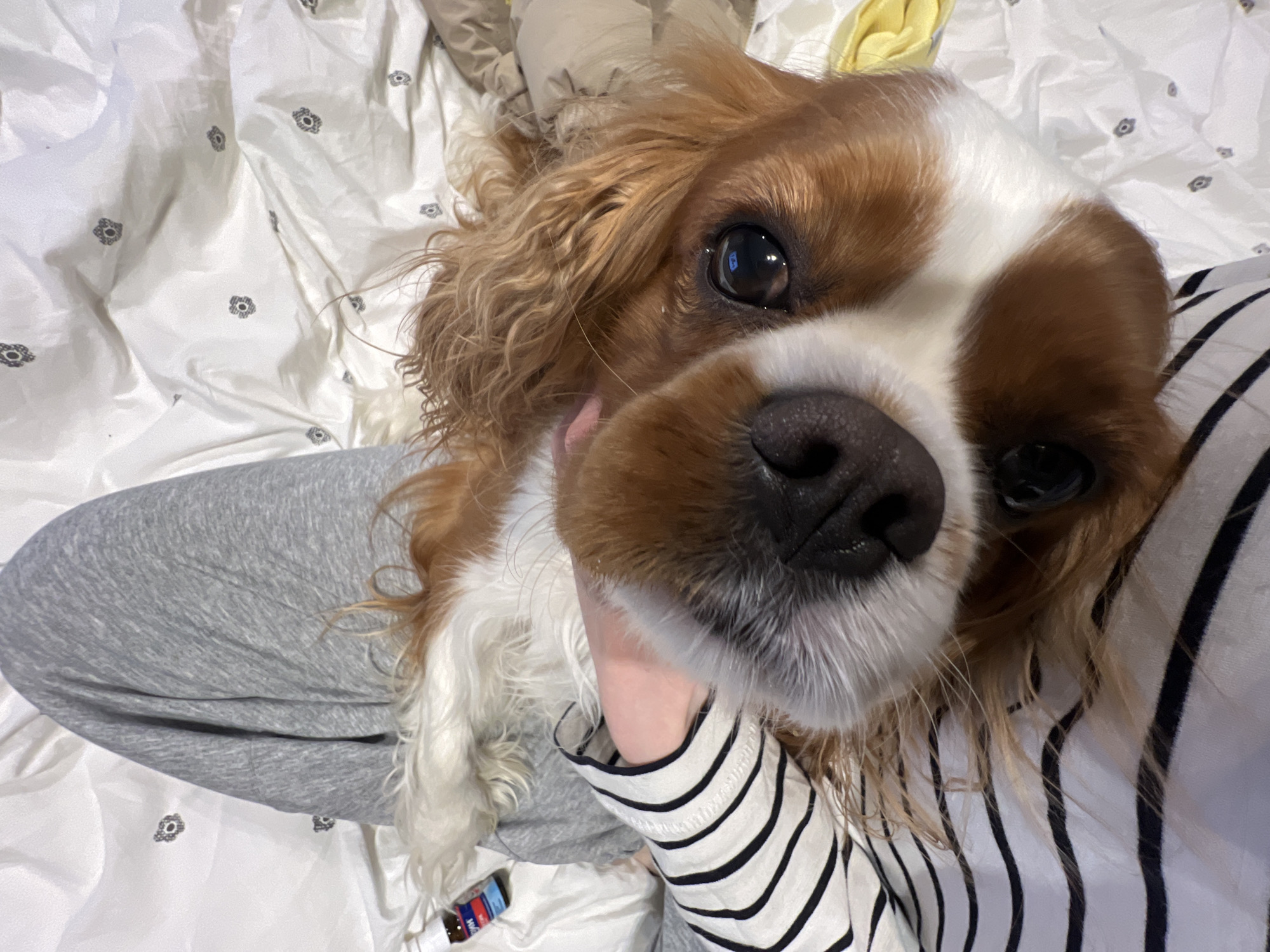 A close-up, high-angle image shows a brown and white dog, likely a Cavalier King Charles Spaniel, interacting with a person indoors. The dog, with its large, dark eyes, gazes directly at the camera, its prominent snout and white muzzle filling a significant portion of the frame. Its fur is a mix of rich brown, particularly on its ears and around its eyes, and white on its face and chest.
The person, whose lower body and arm are visible, is wearing light grey sweatpants and a white long-sleeved shirt with thin black horizontal stripes. A hand gently cradles the dog's chin or neck, indicating a tender interaction. The setting appears to be a bed, covered with white sheets adorned with a repeating pattern of small, dark floral designs. A beige pillow or blanket is visible in the upper background, along with a glimpse of a yellow fabric item.
In the bottom left corner, a small bottle with a blue and red label is partially visible, on which the word "Midol" can be read. The atmosphere is intimate and relaxed, highlighting the affectionate bond between the dog and its owner. The image provides no specific cues for time of day or outdoor weather. The location context for the image is Khimki, Russia.