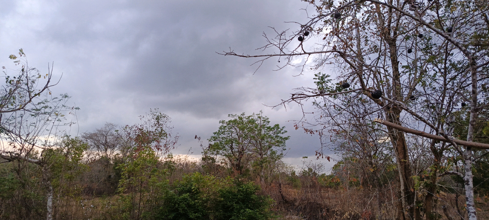 The image depicts an overcast sky above a natural landscape, likely in Gendang Barat, Indonesia. The foreground is dominated by a cluster of trees, some with sparse foliage and branches that appear dry and bare, while others are more verdant with green leaves. Several dark, round fruits are visible on the branches of the tree on the far right. The ground is covered in dry grass and underbrush, suggesting a dry season or arid environment. In the mid-ground and background, more trees and vegetation extend into the distance, forming a dense, irregular treeline. The sky is filled with heavy, gray clouds, indicating a cloudy or potentially rainy day. There are no people or animals visible in the frame, and no discernible human structures or activity. The overall impression is one of a natural, somewhat wild, or undeveloped area.