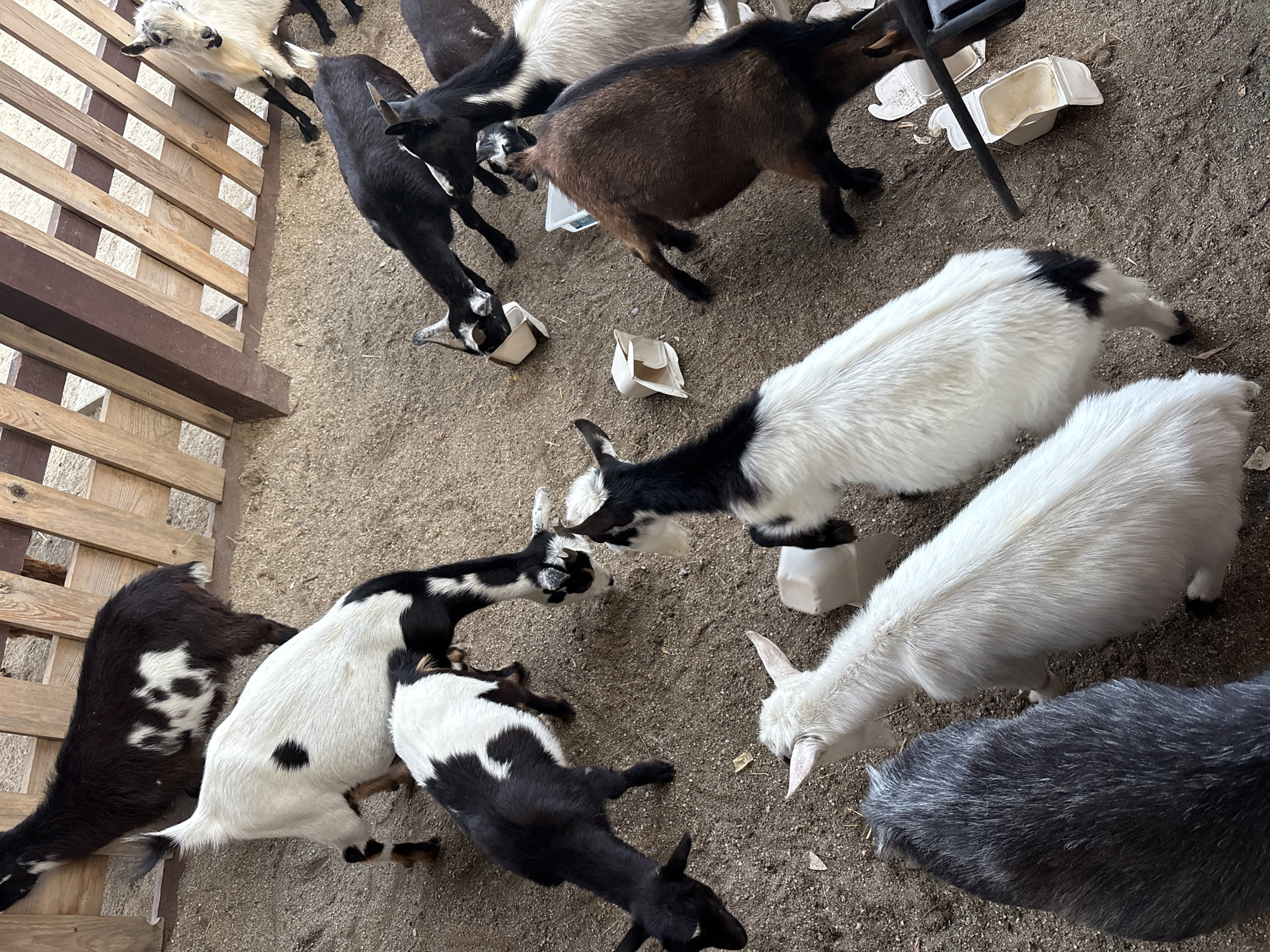An overhead view captures multiple domestic goats within an animal enclosure in Sofia, Bulgaria. The ground consists of sandy dirt, on which several small, white, rectangular plastic containers are scattered; some are upright with remnants inside, while others are overturned. The goats exhibit diverse coat patterns, including solid black, solid white, black and white piebald, and solid brown. They are in various stances, with several goats lowering their heads into the containers, indicating feeding activity. A light-colored wooden slat fence is visible in the background, demarcating the enclosure. No human subjects are present in the frame. A dark grey goat is positioned in the lower left foreground, and a large brown goat occupies the central right portion of the scene.