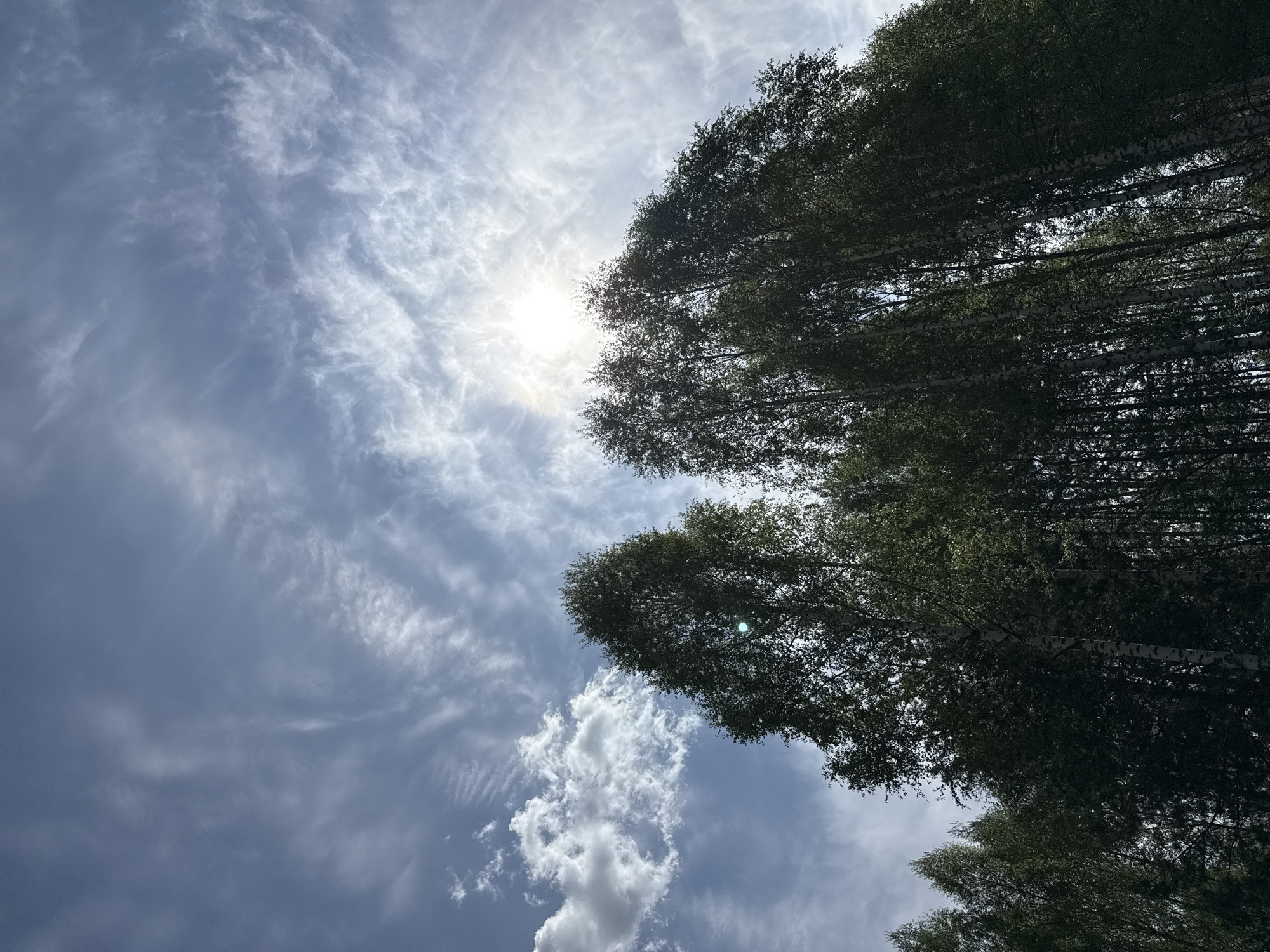 The image shows a view looking up at the sky in Zhigalki, Russia. The sky is blue with wispy cirrus clouds scattered across it, and a few puffy cumulus clouds are visible in the lower left corner. The sun is shining brightly through the clouds, creating a halo effect. The tops of tall birch trees are visible on the right side of the image, partially obscuring the sky. The white trunks of the birches are discernible among the green leaves. The overall impression is one of a bright, sunny day in a wooded area.