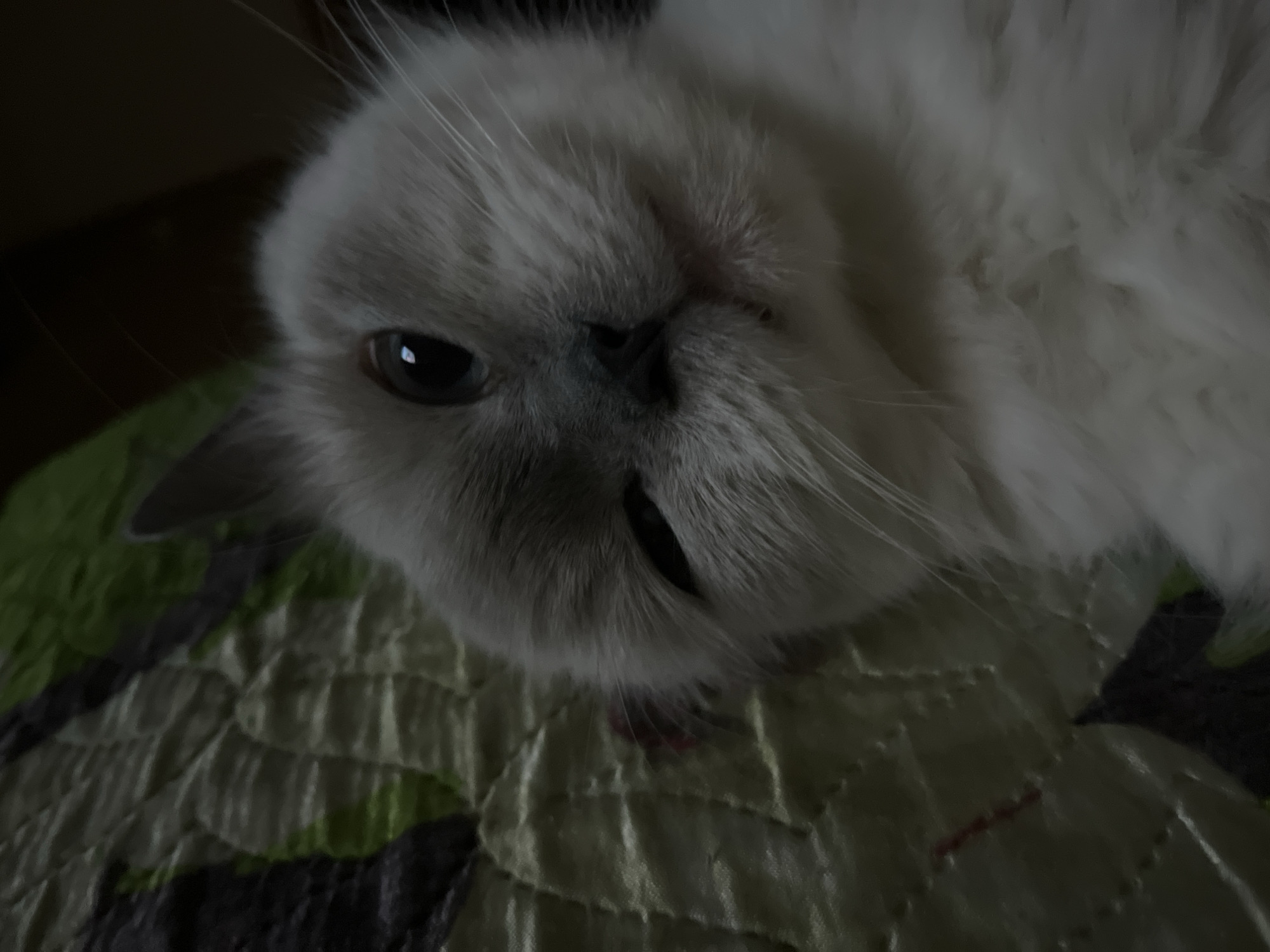 A white cat is lying on a quilted blanket with a light green and dark gray pattern. The cat is facing the camera with its head tilted slightly to the left. One eye is open, and the other is partially closed. The background is out of focus and dark. I have no information that would indicate this image was taken in Chaikovsky, Russia.