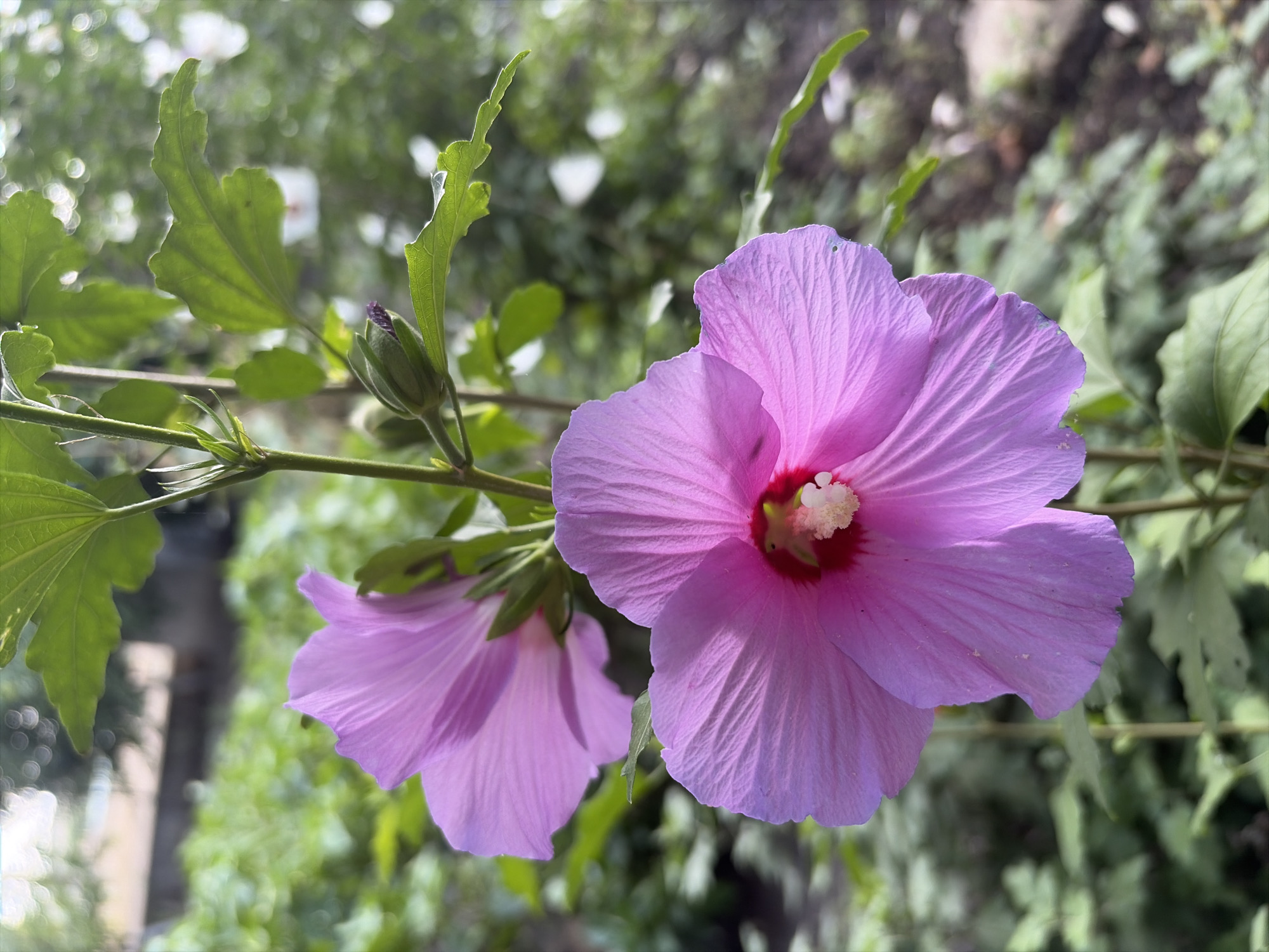 In Oxentea, Moldova, a close-up shot focuses on two blooming pink hibiscus flowers. The flower in the foreground is fully open, displaying its delicate, layered petals and a bright pink center with white stamen. To its left and slightly behind, another hibiscus bloom is visible, also in a soft pink hue. The flowers are supported by a green stem, which also holds a closed bud with purple accents. The background is a blur of green foliage and hints of indistinct structures, suggesting an outdoor garden setting. The lighting indicates it is daytime, with soft, diffused light illuminating the flowers.