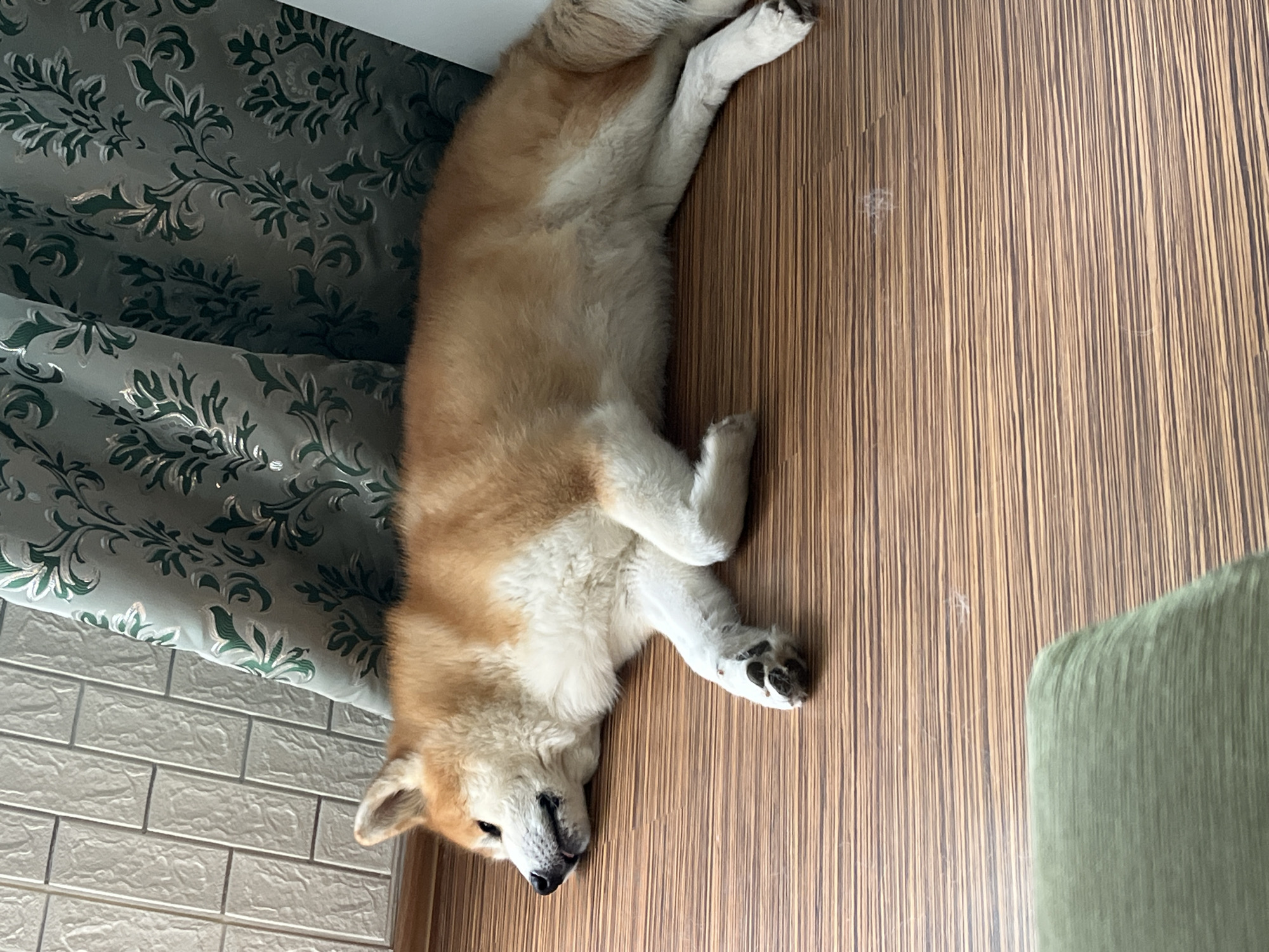 An Akita dog is lying on its side on a wooden floor. The dog is mostly a reddish-brown color with white fur on its chest and legs. It appears to be sleeping or resting, with its eyes closed and its tongue slightly out. Behind the dog, there is a patterned curtain and a white wall with a brick-like texture. The floor is made of wooden planks with a striped pattern. The lighting suggests it is daytime. The image does not provide any specific information about its location in Minsk, Belarus.