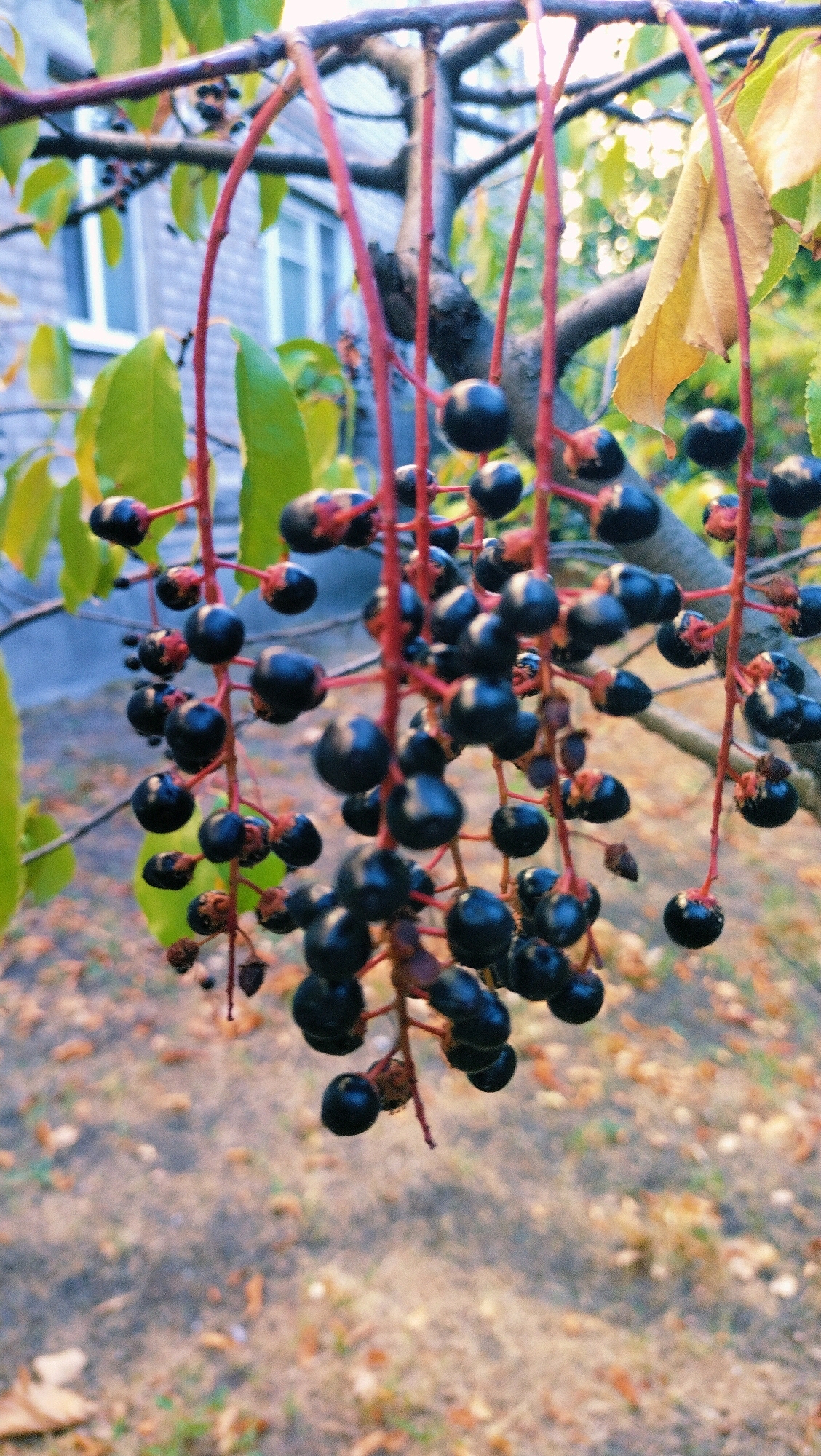 A close-up, shallow depth of field shot captures bunches of dark, ripe berries hanging from thin, reddish stems against a blurred background. The berries are round and clustered together on individual stems, with some showing signs of slight damage or imperfections. The stems are attached to a thicker, darker branch of a tree, which is partially visible at the top of the frame. In the background, out of focus, are green leaves, a building with windows that appears to be a light brick color, and the ground covered with fallen leaves. The overall impression is of nature's bounty in an autumnal setting, likely a park or yard within the city of Horishni Plavni, Ukraine.