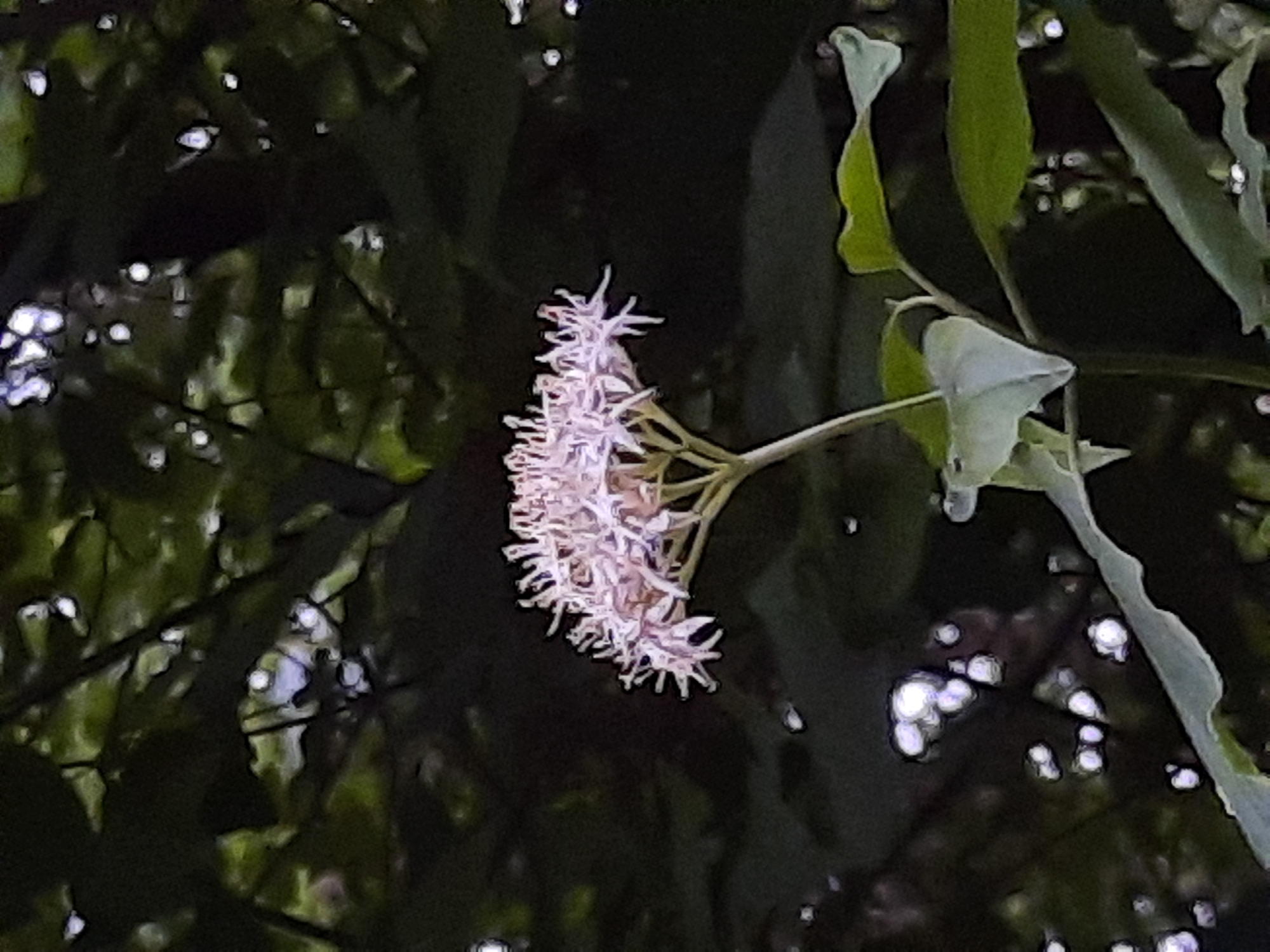 The media file is a close-up, slightly blurry photograph of a flowering branch against a dark, out-of-focus background of leaves and dappled light. The primary subject is a cluster of small, light pink flowers that hang from the branch, appearing delicate and somewhat spiky. The flowers are the brightest element in the image, drawing the viewer's eye.
Green leaves of varying shapes and sizes are visible, some in focus and some blurred, creating depth and context for the flowers. The background is a dark, almost black, tapestry of foliage, punctuated by bright white or light-colored circles of light, likely reflections or sunlight filtering through the canopy. This suggests an outdoor setting, possibly a garden or forest, with the lighting indicating it could be daytime, with sunlight breaking through the trees.
The overall mood is natural and serene, with the focus on the intricate detail of the flower cluster. There are no people or animals visible, and no text is present in the image. The location context provided (Rosenheim, Germany) suggests this is a flora found in that region, but there are no specific landmarks to confirm this visually. The image quality, with its softness and impressionistic feel, gives it an artistic rather than documentary quality. The activity, if any, is simply the natural growth and blooming of the plant. The time of day is likely daytime due to the dappled light, and the weather appears to be clear enough for sunlight to penetrate.