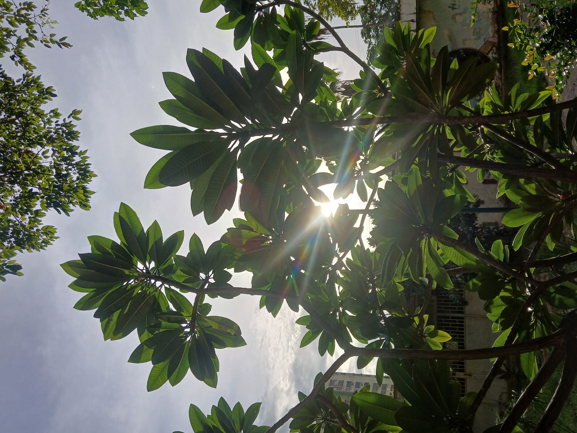 In Ciudad Guayana, Venezuela, sunlight streams through the lush green foliage of a Plumeria tree, creating lens flare effects. The leaves are large and oval-shaped, arranged in whorls at the ends of branches. The sun is positioned high in the sky, partially obscured by the leaves, casting dappled light on the scene. In the background, a light-colored building with multiple floors is visible on the left, and a wall with peeling paint is on the right. The environment appears to be outdoors, possibly in a park or residential area, with other trees and vegetation present. The overall impression is one of a bright, sunny day in a tropical setting.