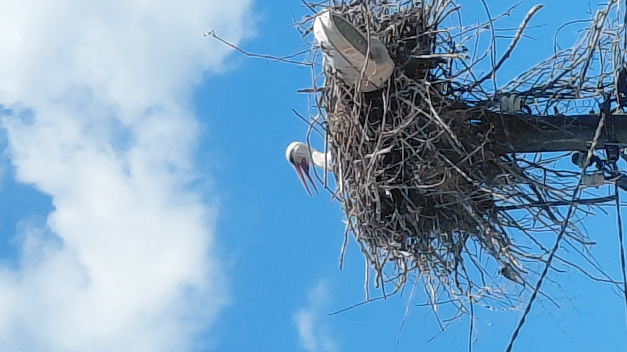 A low-angle shot depicts a stork in its nest atop an utility pole against a backdrop of a partly cloudy blue sky. The nest is large and constructed from sticks and branches, obscuring a portion of the pole's electrical hardware. The stork is white with a long red beak. The location appears to be within an urban setting in Unknown, Unknown, given the presence of the utility pole.