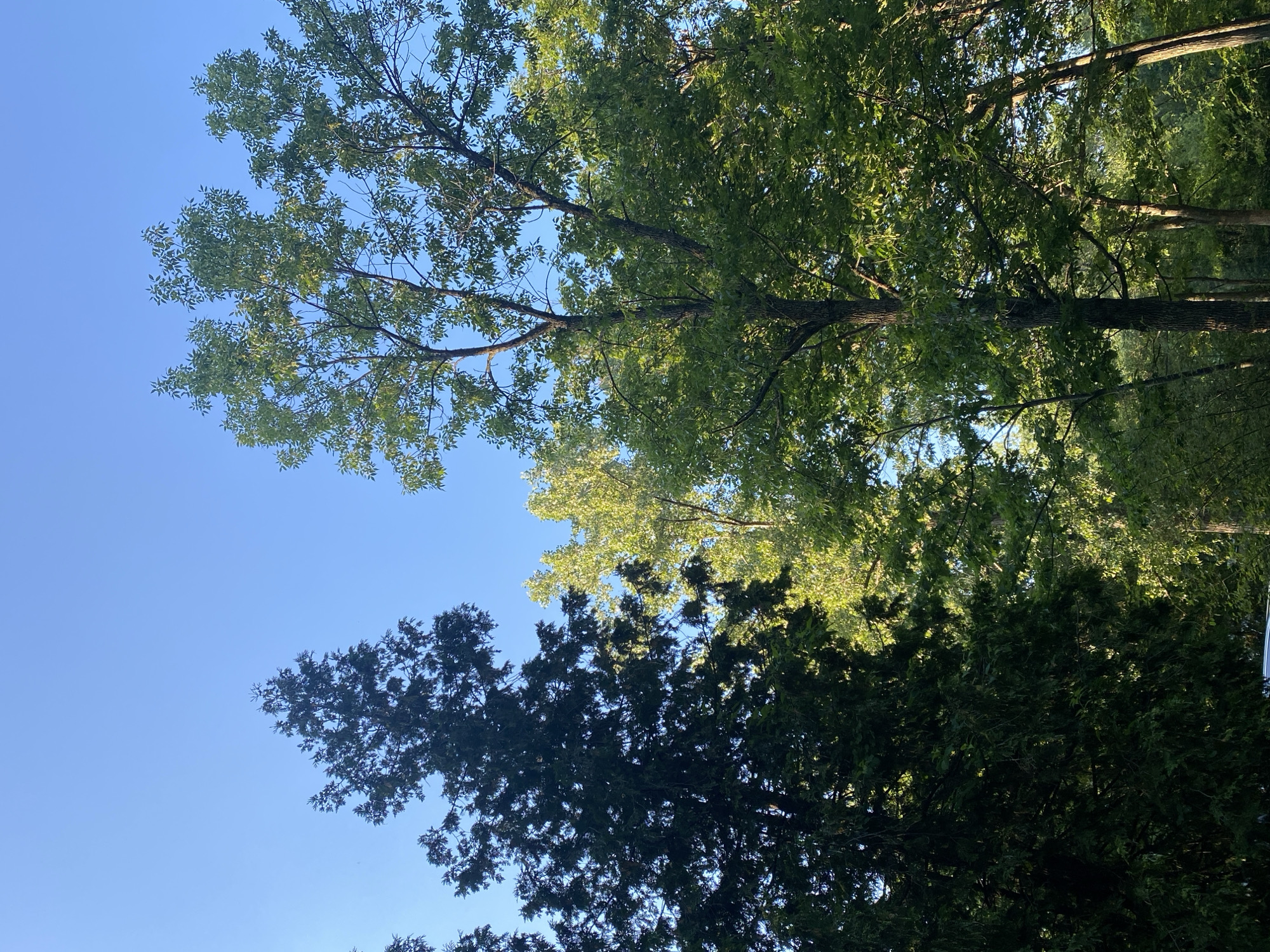 This is a low-angle shot looking up at the sky through the branches of trees. The scene is dominated by the clear blue sky and the lush green foliage of several trees. The trees appear to be a mix of deciduous and coniferous types, with one tree on the lower left having dark, needle-like leaves, and others in the upper and right portions of the frame displaying lighter green, broader leaves. The lighting suggests it is daytime, possibly late afternoon or early morning, as sunlight filters through the leaves, creating dappled shadows and highlighting some of the foliage. There are no people or man-made objects visible, creating a natural and tranquil atmosphere. The image appears to be taken outdoors, likely in a park or wooded area within the Town of Peru, United States of America. No text is visible in the image.