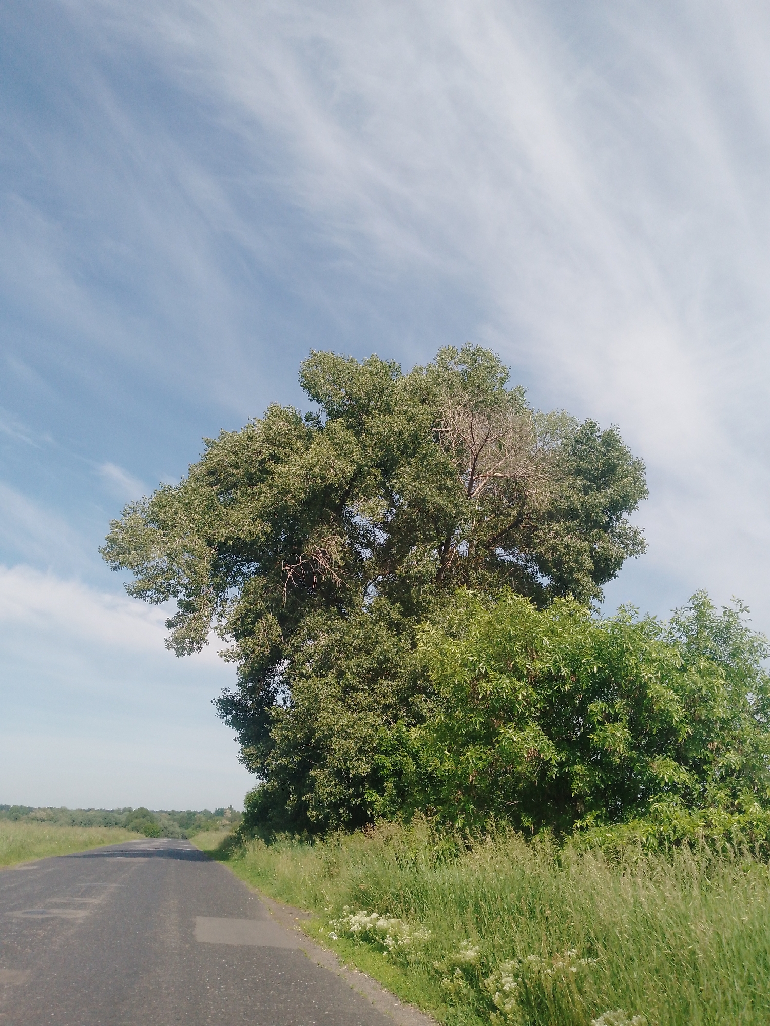 The scene is set in the city of Dibrivka, Ukraine, depicting an outdoor, rural or semi-rural landscape under natural daylight. The upper approximately two-thirds of the image display a light blue sky traversed by numerous wispy, white cirrus clouds, extending horizontally.
A paved asphalt road, appearing to be a single or two-lane route without lane markings, occupies the lower-left and central portions of the frame. The road surface exhibits visible cracks and patched areas, indicating wear, and recedes into the distance, curving slightly to the left before disappearing from view.
The foreground and the area immediately adjacent to the right side of the road are covered with tall, dense vegetation, primarily green and yellowish-green grasses, interspersed with small clusters of white wildflowers.
A large, mature deciduous tree dominates the right mid-ground, extending upwards into the sky. Its canopy is densely packed with green leaves, though a significant section of its upper branches, particularly on the left side of its crown, is devoid of foliage, revealing reddish-brown, bare wood. Below and slightly in front of this large tree, a cluster of smaller deciduous trees or large shrubs with lush green leaves is visible.
In the far distance, on the left side of the image, a faint, dark green line of dense vegetation or trees marks the horizon against the sky. No human figures, animals, or vehicles are present within the scene. The lighting conditions are consistent with a bright day in late spring or summer.
