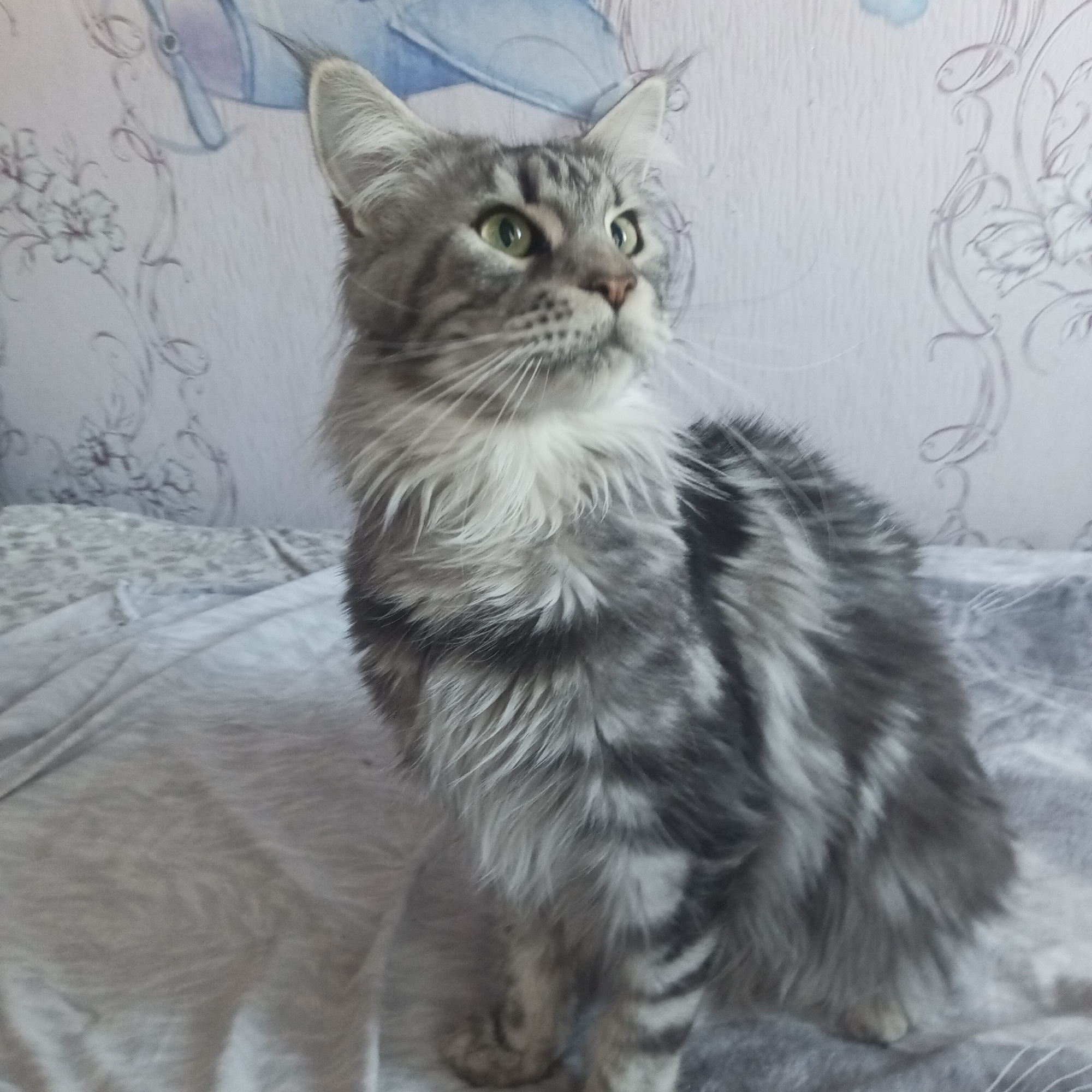 A gray tabby Maine Coon cat sits on a gray bedspread indoors. The cat has green eyes and a long, flowing coat. Behind the cat is a light-colored wall with a subtle floral pattern and a drawing of a blue object, possibly a stylized bird. The location is Chaikovsky, Russia.