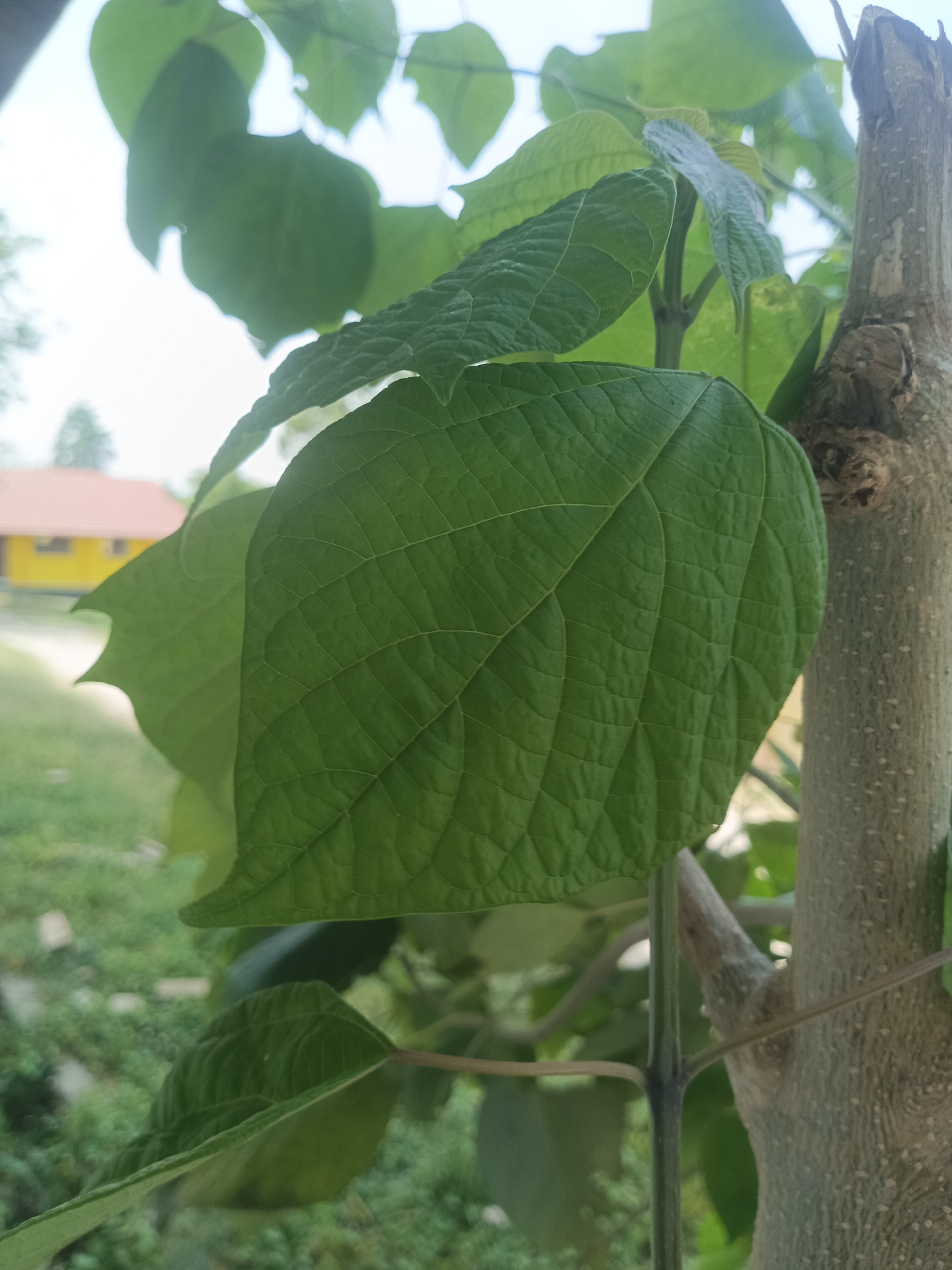 This is a close-up, eye-level photograph of green leaves and a tree trunk. The foreground is dominated by a large, veined green leaf, with other leaves and parts of the tree visible behind it. The background is blurred, showing a building with an orange roof and yellow walls, and a landscape with green foliage, suggesting an outdoor setting in a semi-rural or suburban area. The lighting appears to be natural daylight. The image does not depict any people or specific actions. The location in Dupi, Indonesia is not visually identifiable from the image itself.