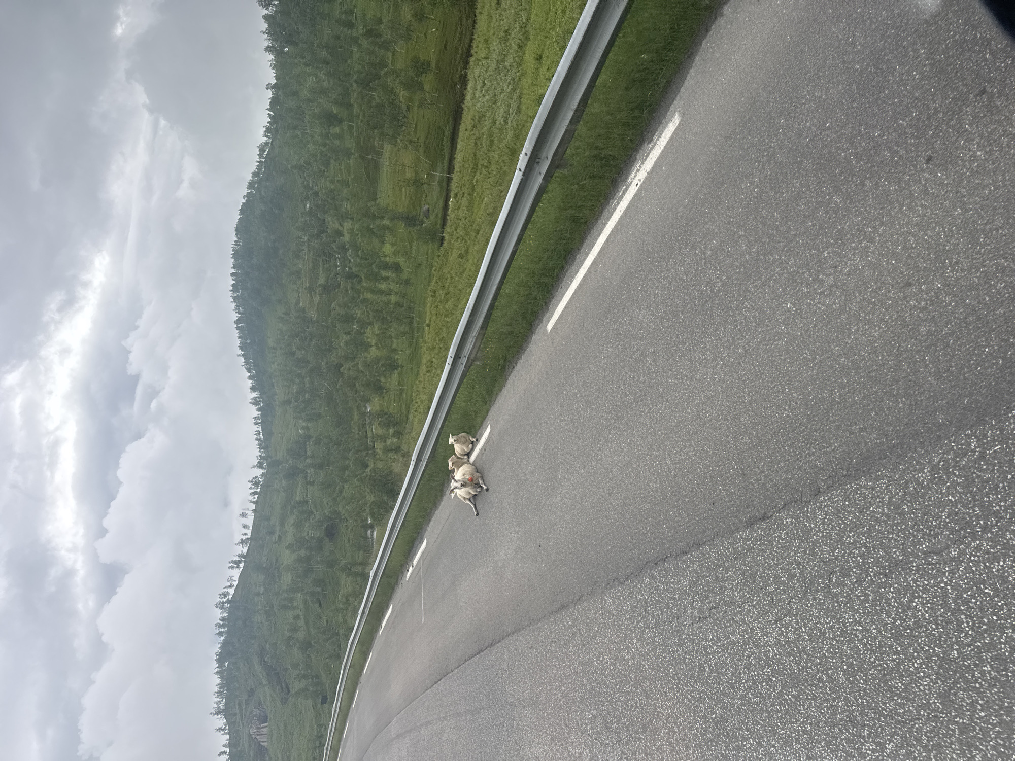 In Bodø, Norway, on a grey, cloudy day, a paved road runs alongside a lush green, tree-covered hillside. Three sheep are lying on the asphalt near the guardrail, one in the foreground with its head up, and two behind it, one of which is lying down. The road has white lane markings. The environment appears to be rural or on the outskirts of the city.