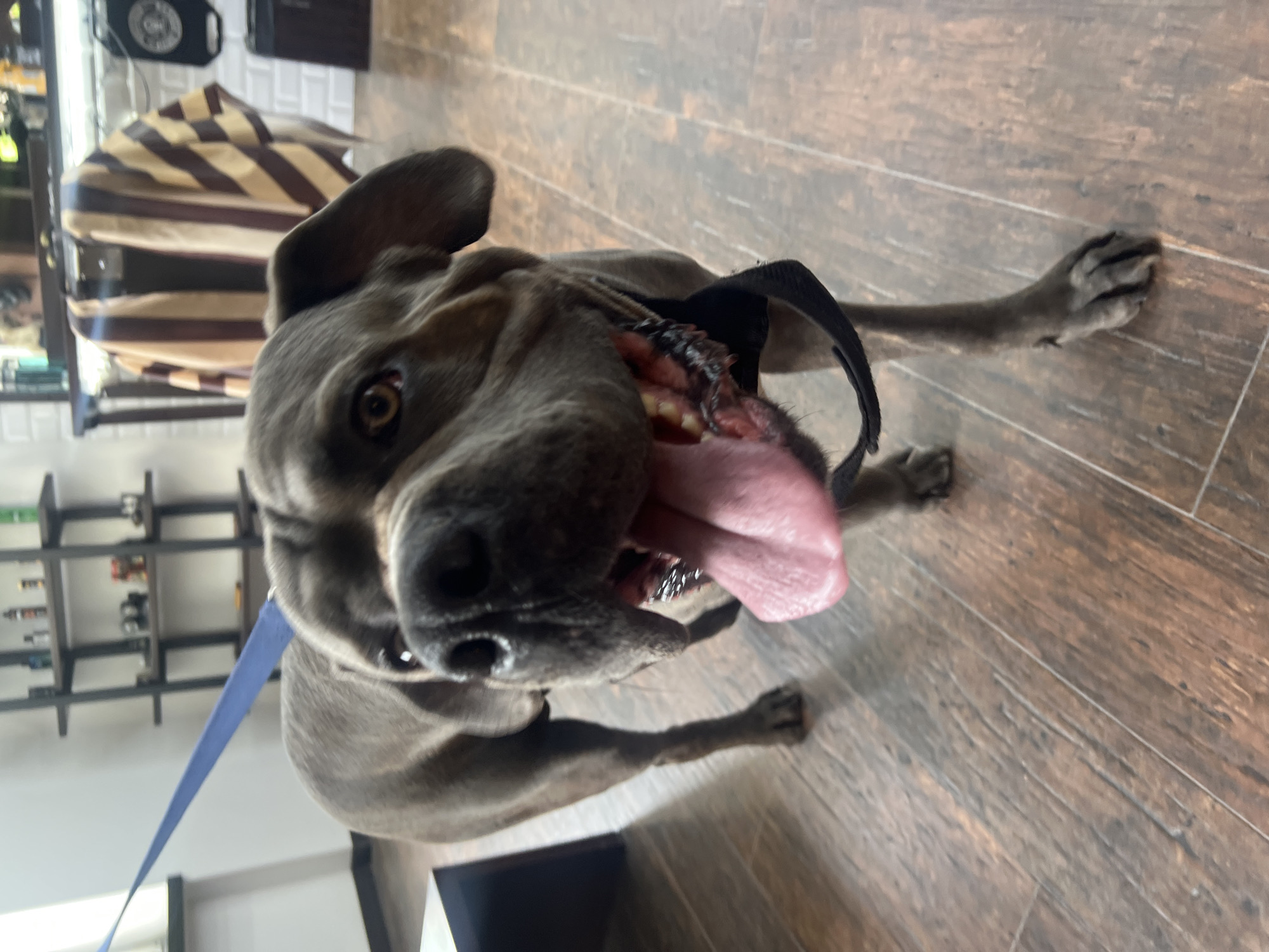A gray Cane Corso dog stands on a brown wooden floor. The dog has a blue leash and a black collar. Its tongue is hanging out. In the background, there is a white brick wall and a shelf with various objects. A striped barber's cape is draped over a chair. The location of the scene is unknown and there is no evidence to suggest that it is in Ternopil, Ukraine.