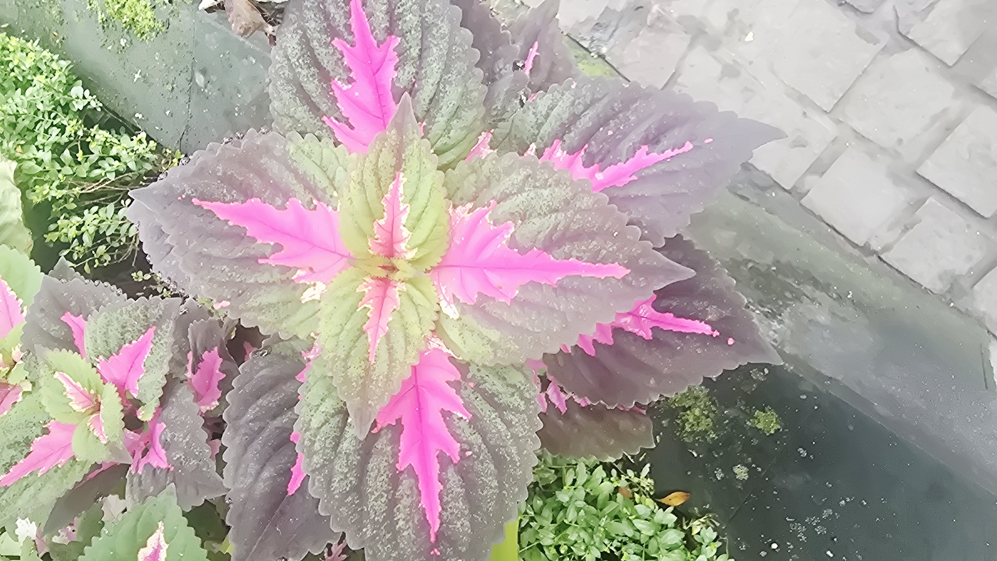 The image shows a close-up, high-angle view of a Coleus plant with vibrant pink and green leaves growing in Ubud District, Indonesia. The plant is situated in a raised garden bed edged with dark grey concrete. Smaller green plants surround the Coleus. In the background, paving stones are visible.